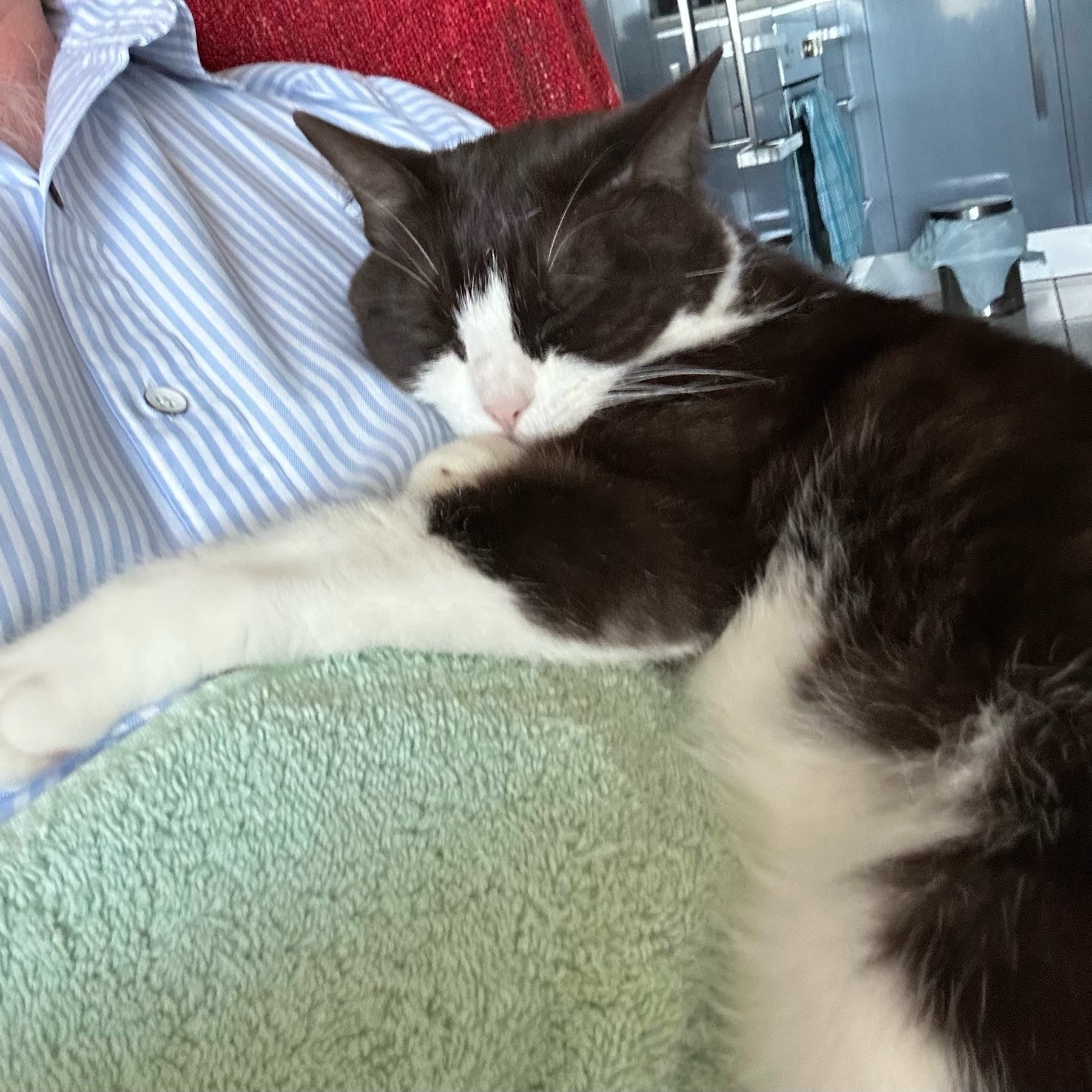A black and white cat asleep on a man. There is a green towel under the cat and she has one paw stretched out across him.
