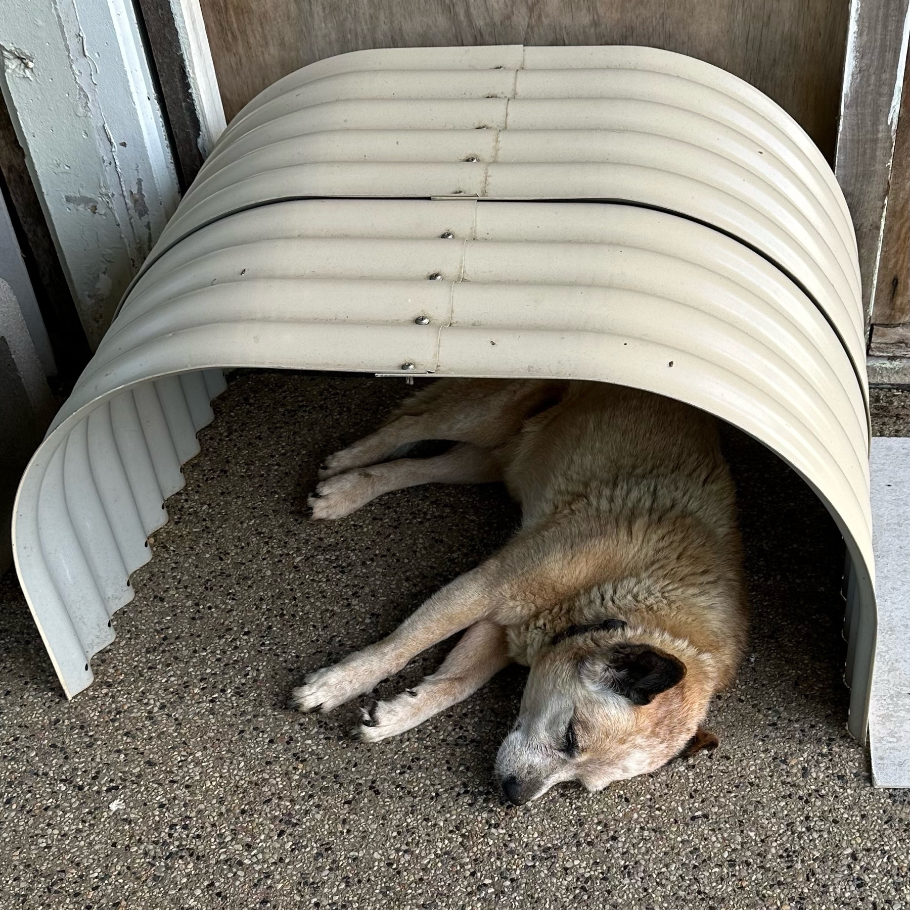 A cattle dog laying asleep on pebbled cement under a curved metal cover. Her body is a faded yellow colour with white through it and her head is white from age. 