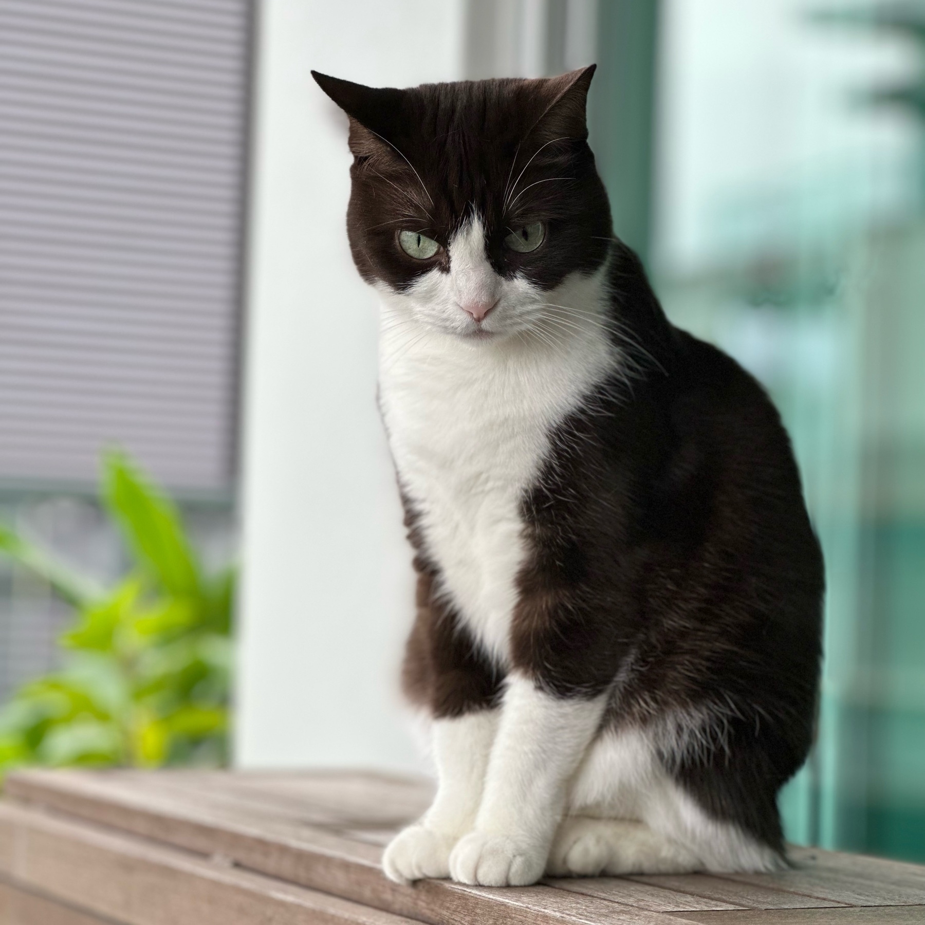 A black and white tuxedo cat sitting upright on an outside table glaring at the camera. Her body and head are black but her belly, nose, chin and lower half of her paws are white. There’s a green plant off to the left.