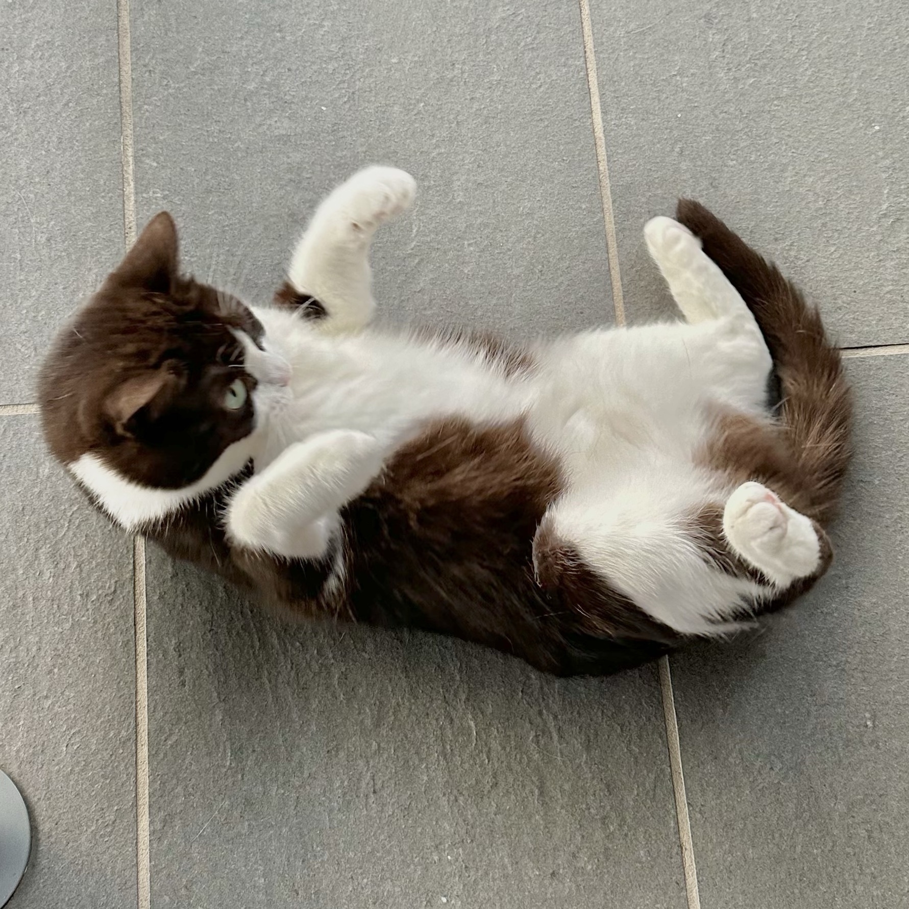 A black and white cat caught rolling side to side. She is on her back with all four paws in the air. The paws and belly are white. Her head and back are black.