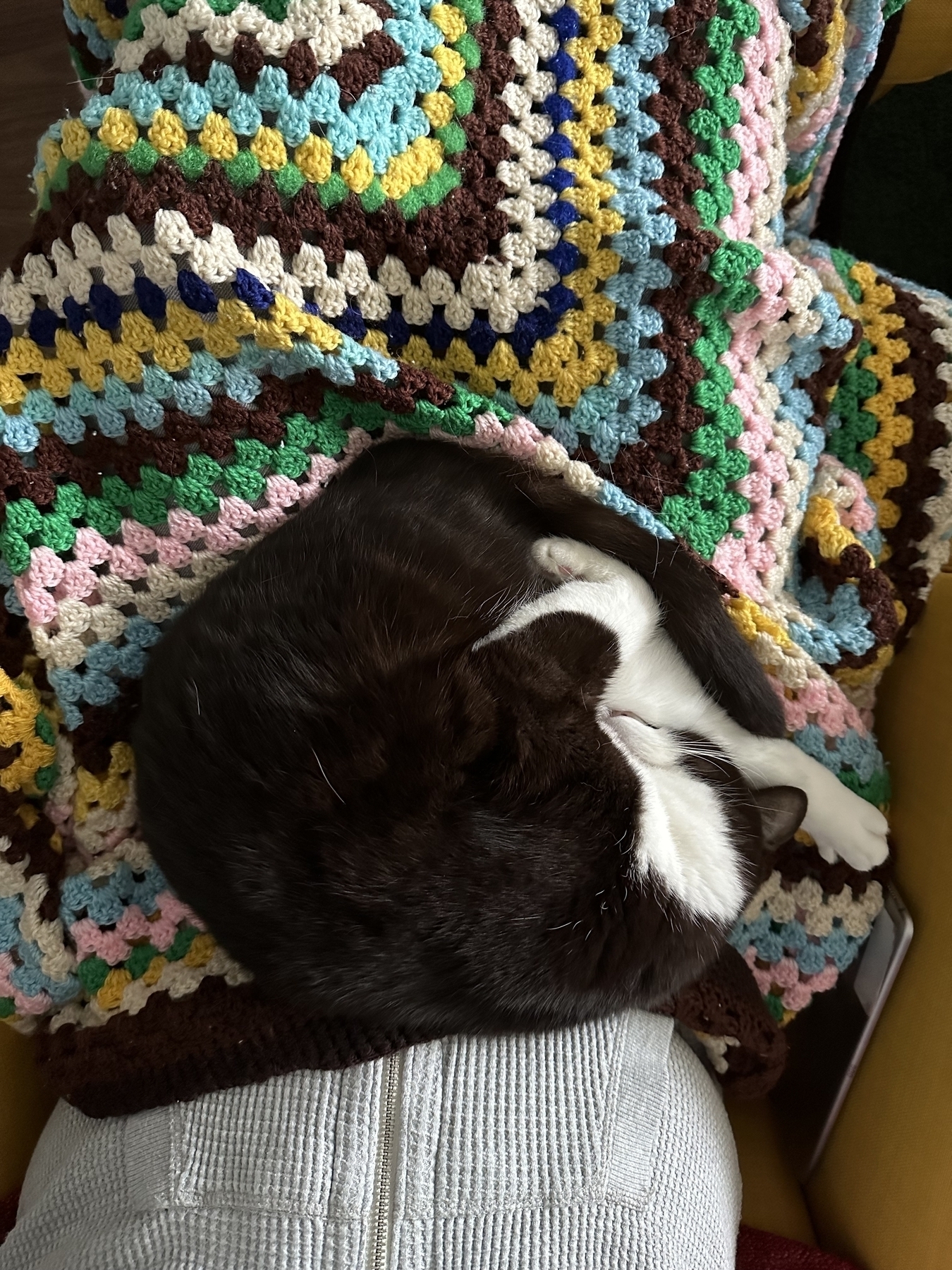 A black and white cat curled up on a lap. Under the cat is a crocheted blanket over the man’s legs. The blanket has light blue, pink, yellow, brown and green colours. The edges of a yellow chair he is sitting in are visible.