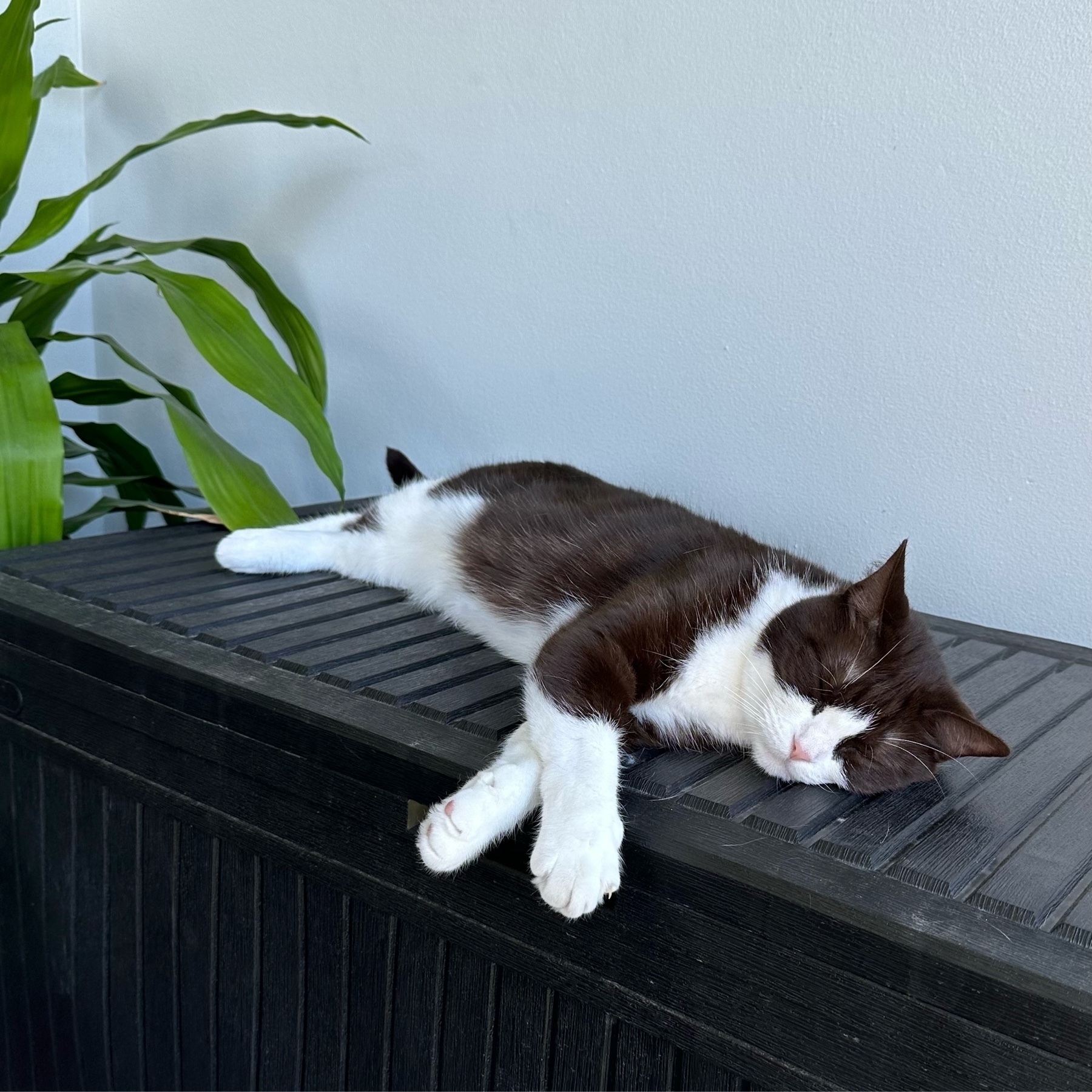 A black and white cat laying full length asleep on a black box. Her body is black but belly and face are white as are the lower half of her legs. The two front paws are crossed and hanging over the edge of the box.