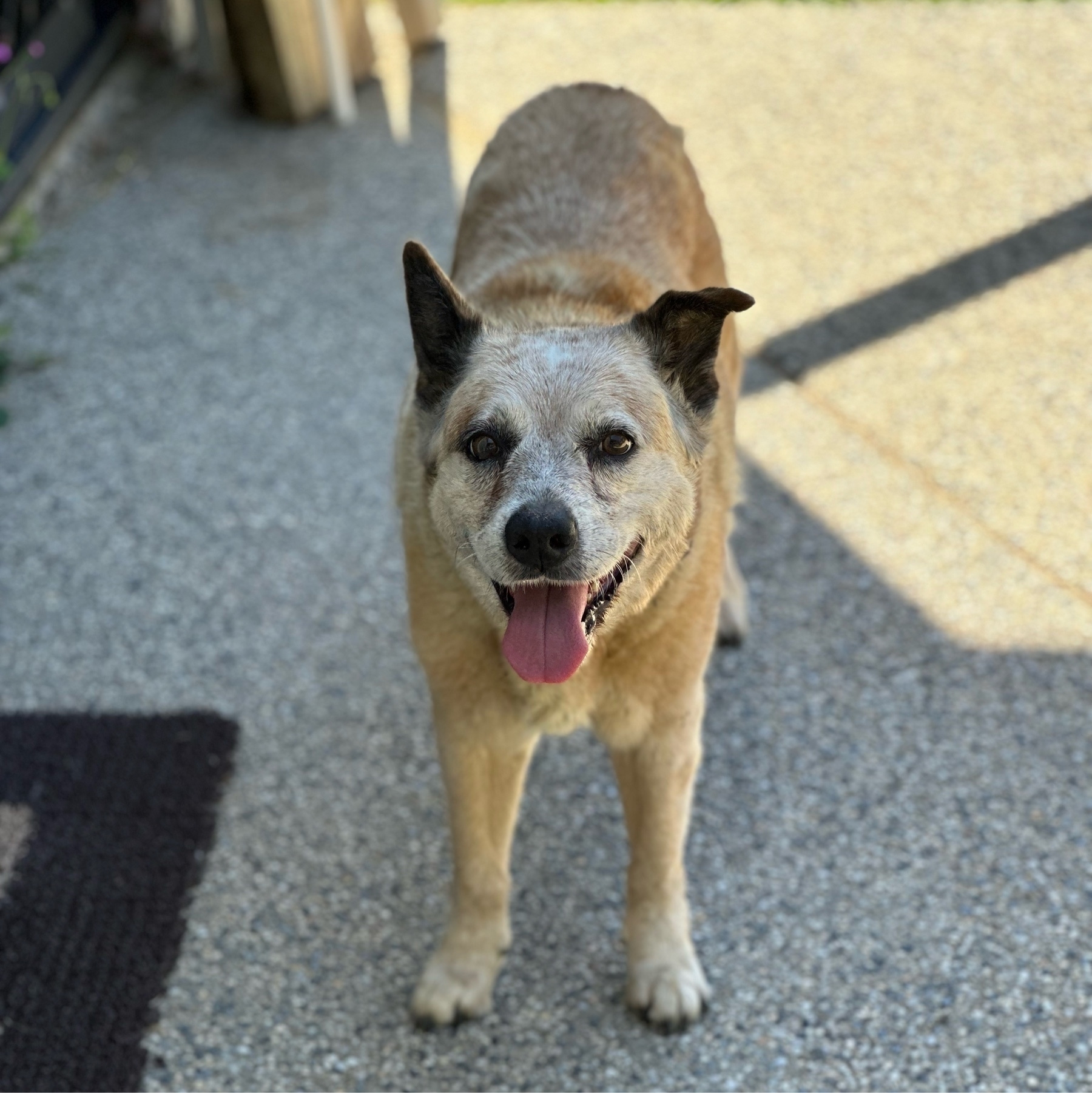 A cattle dog looking straight at the camera. Her body is a faded yellow colour and her head is white from age. Her tongue is hanging out and one ear is drooping half over. She’s standing on pebbled cement.