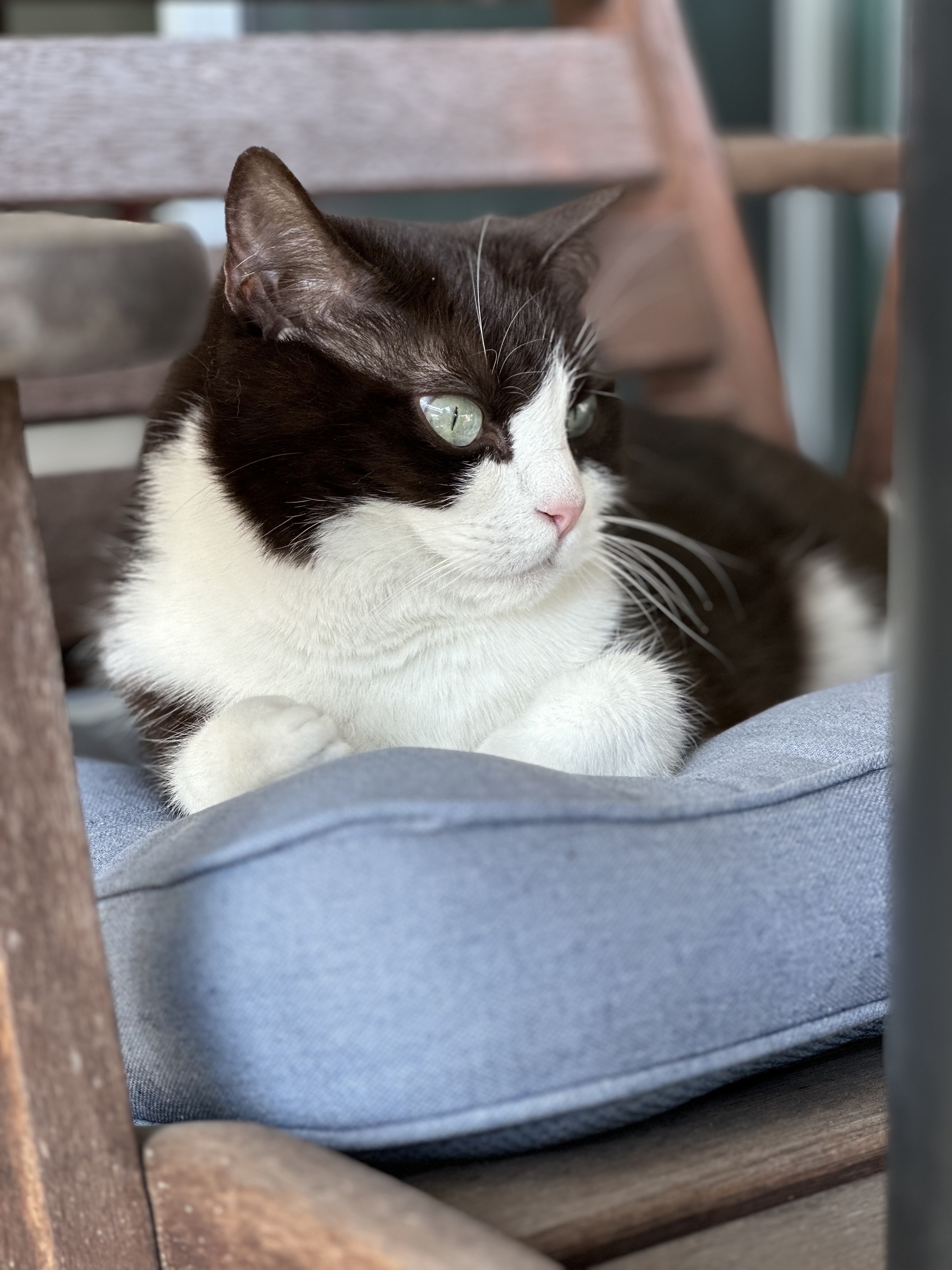 A black and white cat called Ali sitting on top of a blue cushion in an old wooden chair. Her front paws are tucked under her and she’s looking intently at something. Her head and body are black but her face, belly and paws are white.