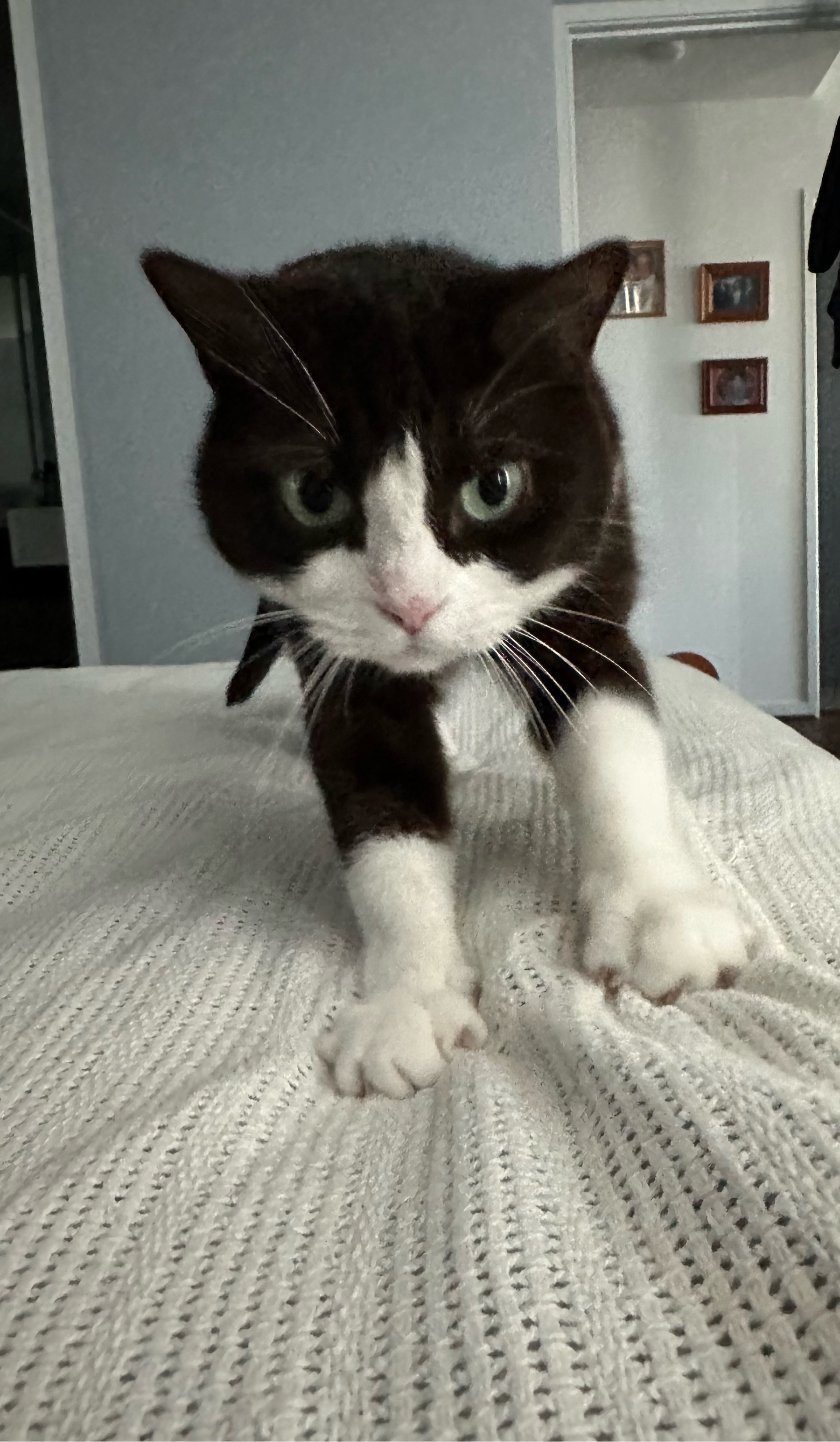 A black and white cat standing on a white blanket on the end of a bed, a blue wall behind. The cat has her front paws outstretched and is starting to walk towards the camera looking grumpy.