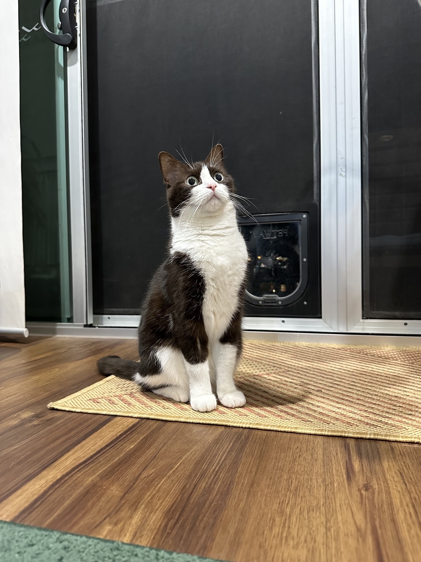 A black and white tuxedo cat sitting on a mat in front of a closed screen door. Her body, ears, top of her head and upper legs are black. Her belly, lower legs and nose are white. She is staring upwards with wide eyes.
