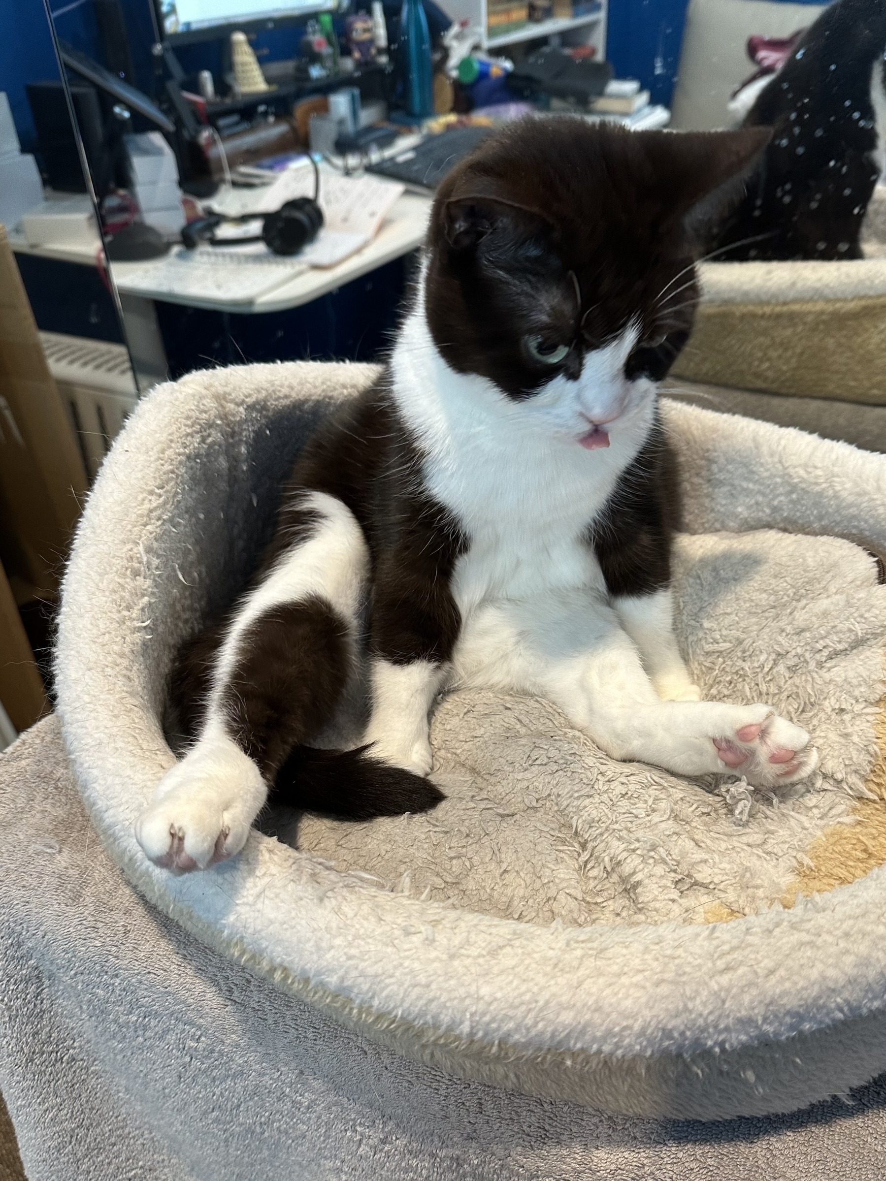 A black and white cat sitting upright on a cat bed, her rear legs spread out and her tongue poking out. She looks like she has had a big day.