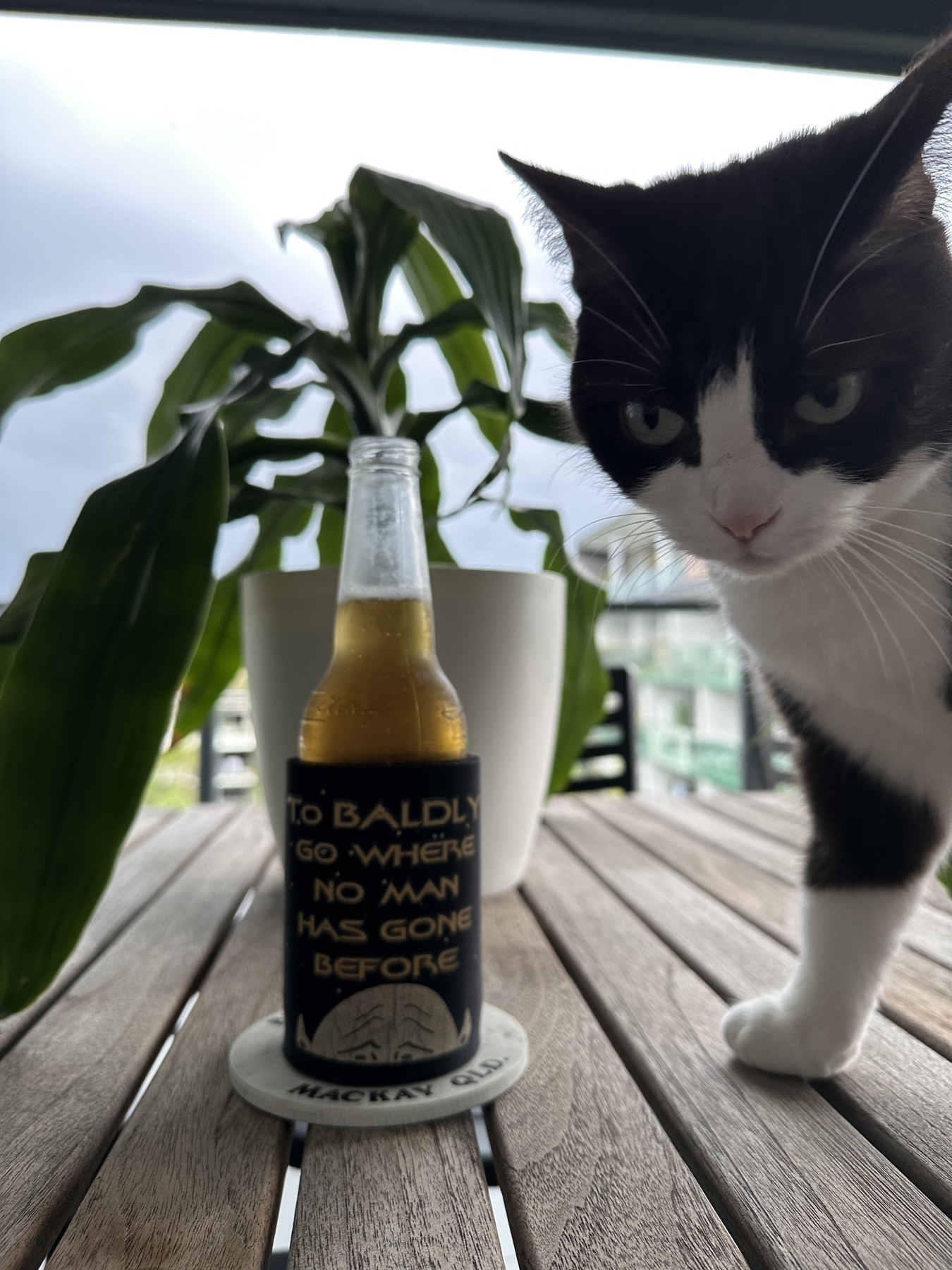 A beer in a stubbie cooler on a table with a plant behind it. The cooler has “To baldly go where no man has gone before” and the head of a bald Vulcan. A cat that looks like she is frowning is on the right of the beer looking at the camera.