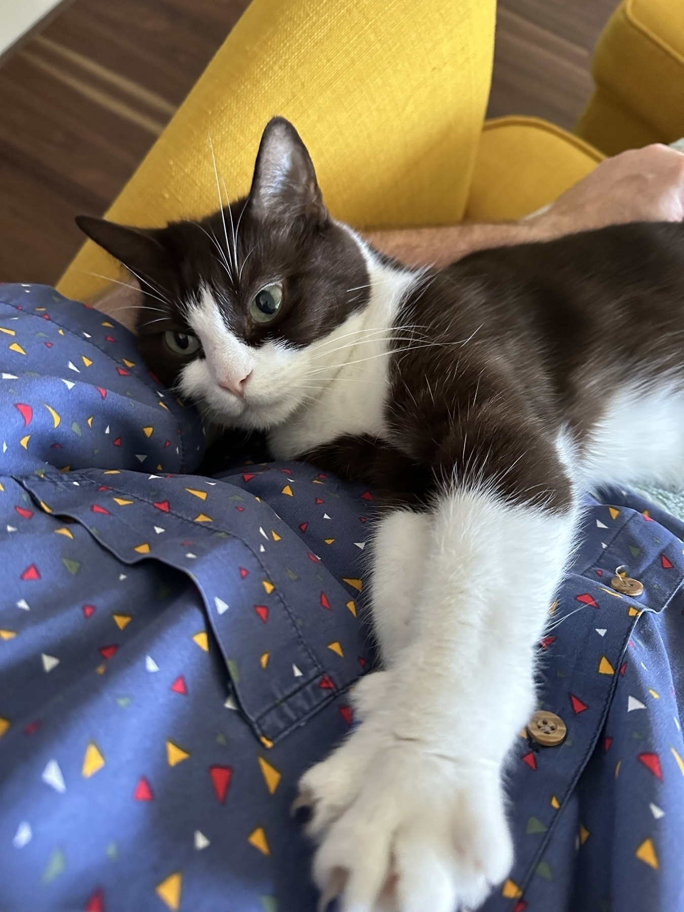 A black and white cat laying in a man’s lap with his left arm under her head. He is wearing a blue shirt with small coloured triangles on it. The arm of the mustard yellow chair is visible.