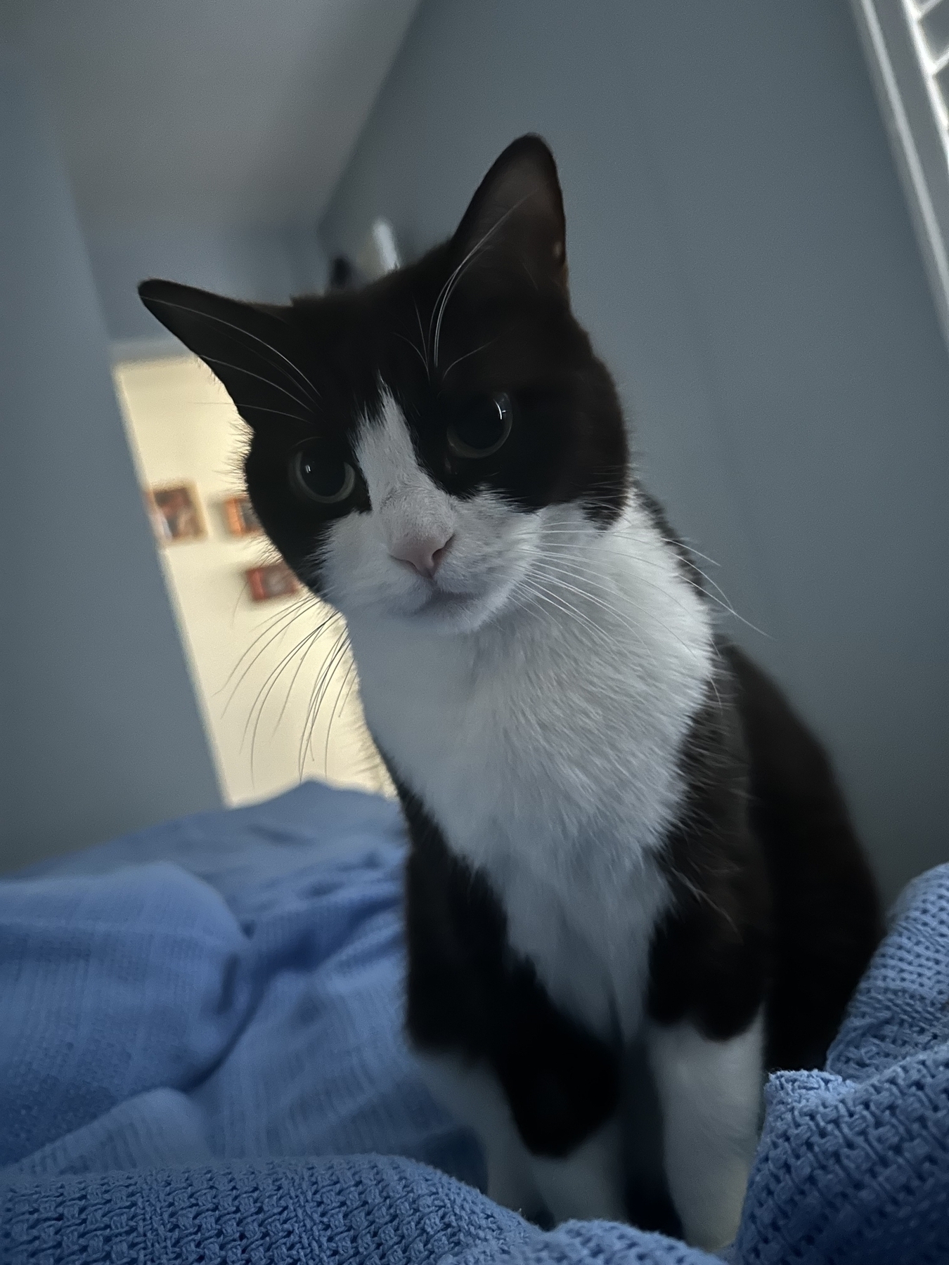 A black and white tuxedo cat sitting on top of a blue blanket staring at the person taking the photo.