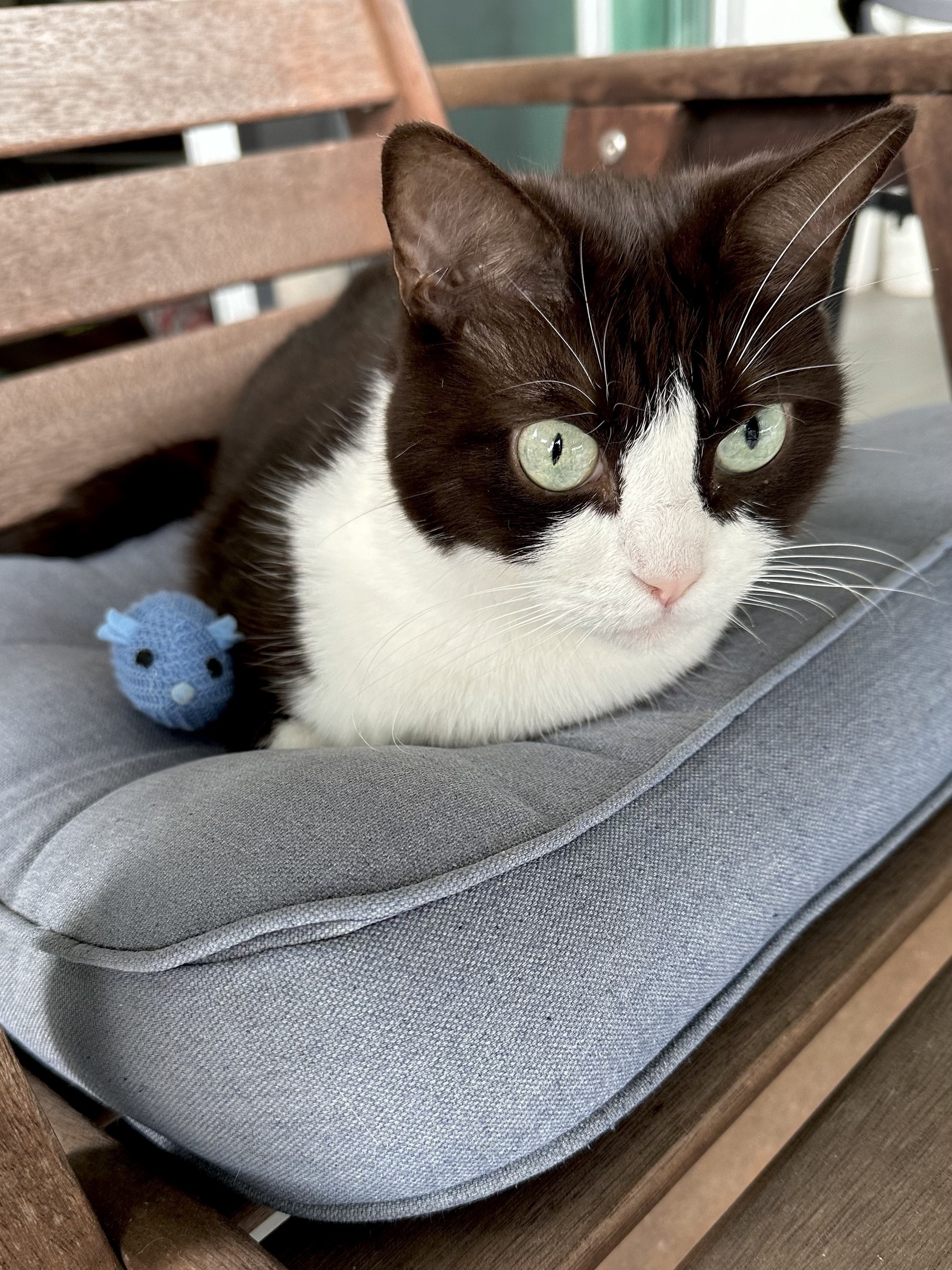 A black and white cat laying on a square faded blue cushion on a wooden chair. A little blue toy mouse is beside her.