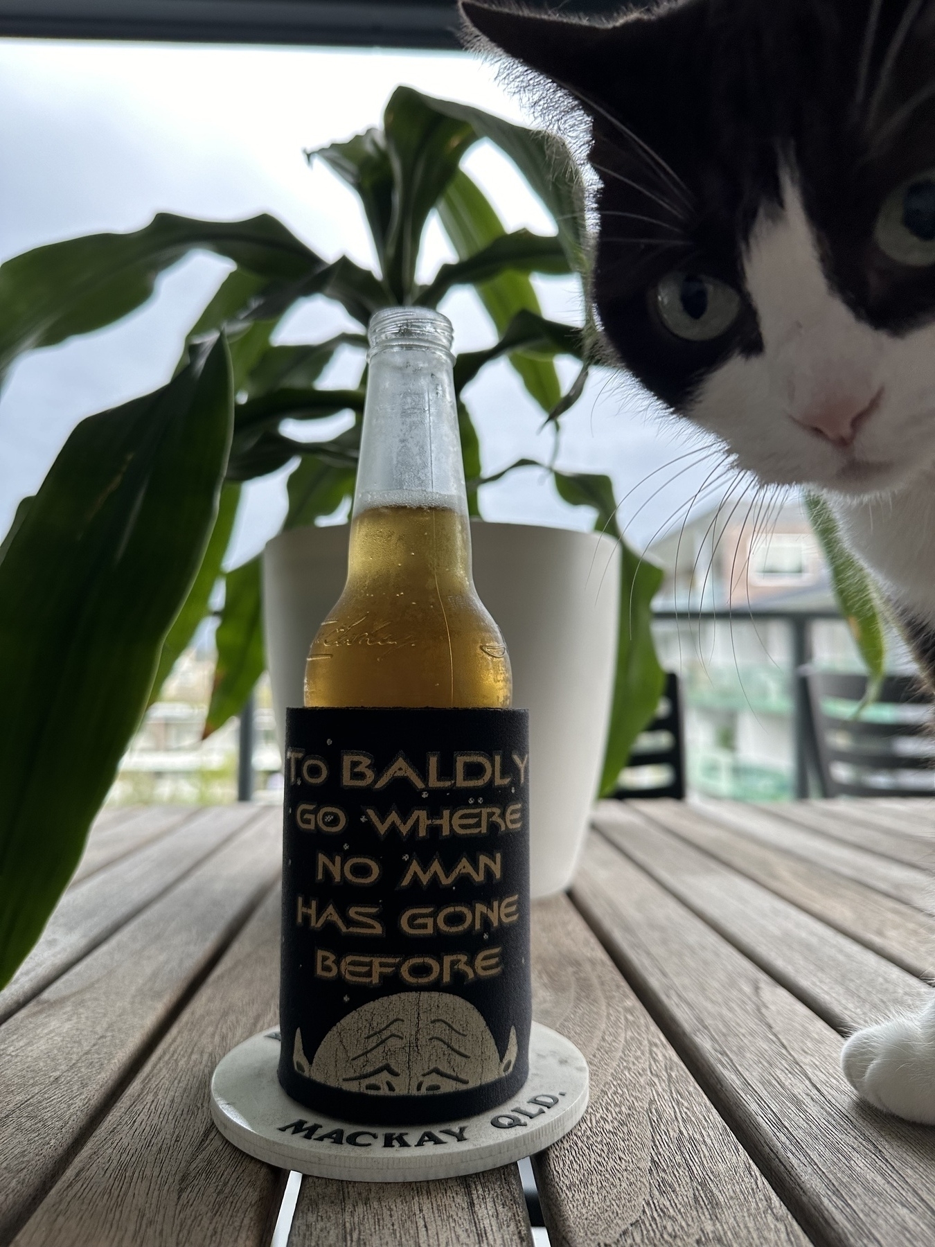 A beer in a stubbie cooler on a table with a plant behind it. The cooler has “To baldly go where no man has gone before” and the head of a bald Vulcan. A head of cat is on the right of the beer looking at the camera.