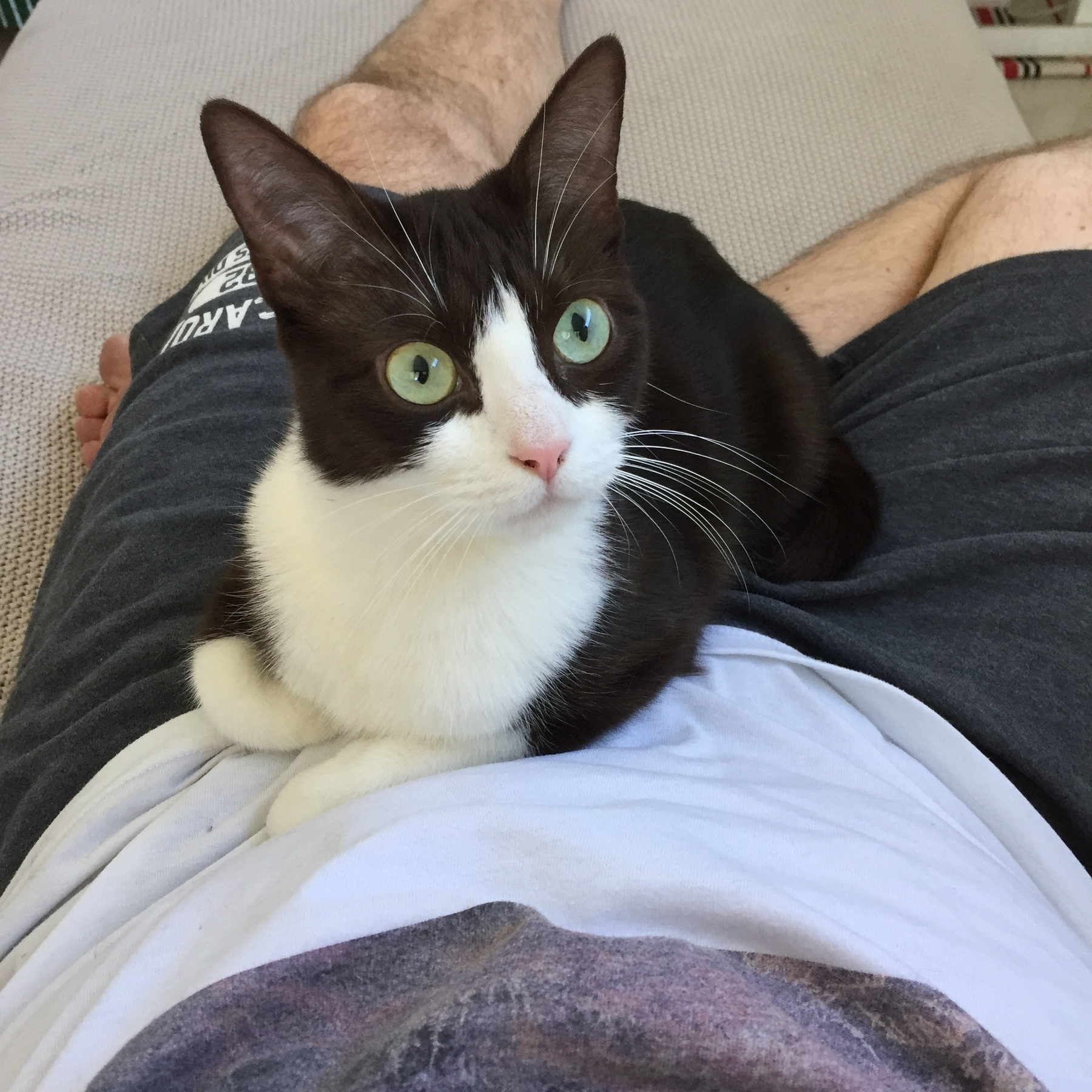 A black and white 1yr old tuxedo cat called Ali sitting in a man’s lap. He’s wearing black shorts and white T-shirt. She has big wide green eyes, long whiskers and ears that look too big for her. 