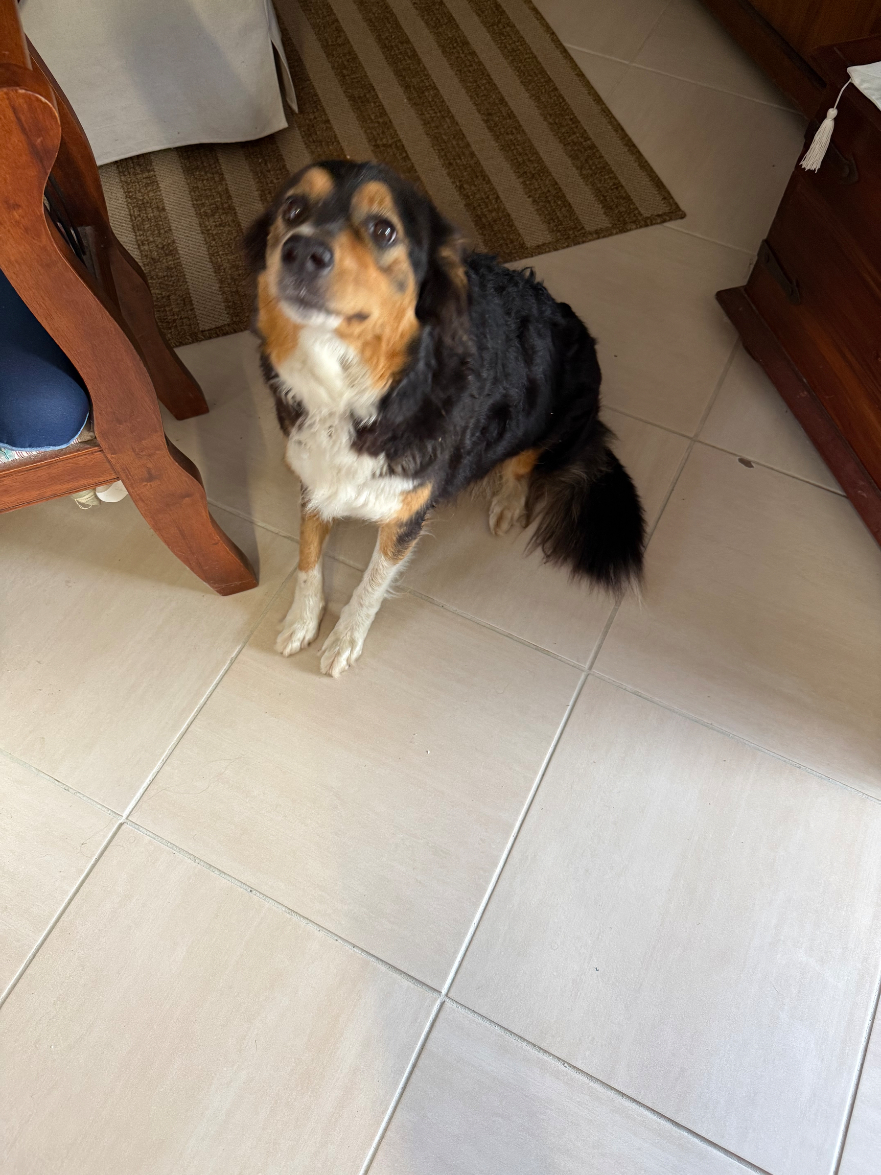 A dog called Nala sitting on tiles with part of a room behind her. Looking up at the camera with big brown eyes she has dark fur on her upper body and big fluffy tail. A white underbelly and light brown fur around her face.