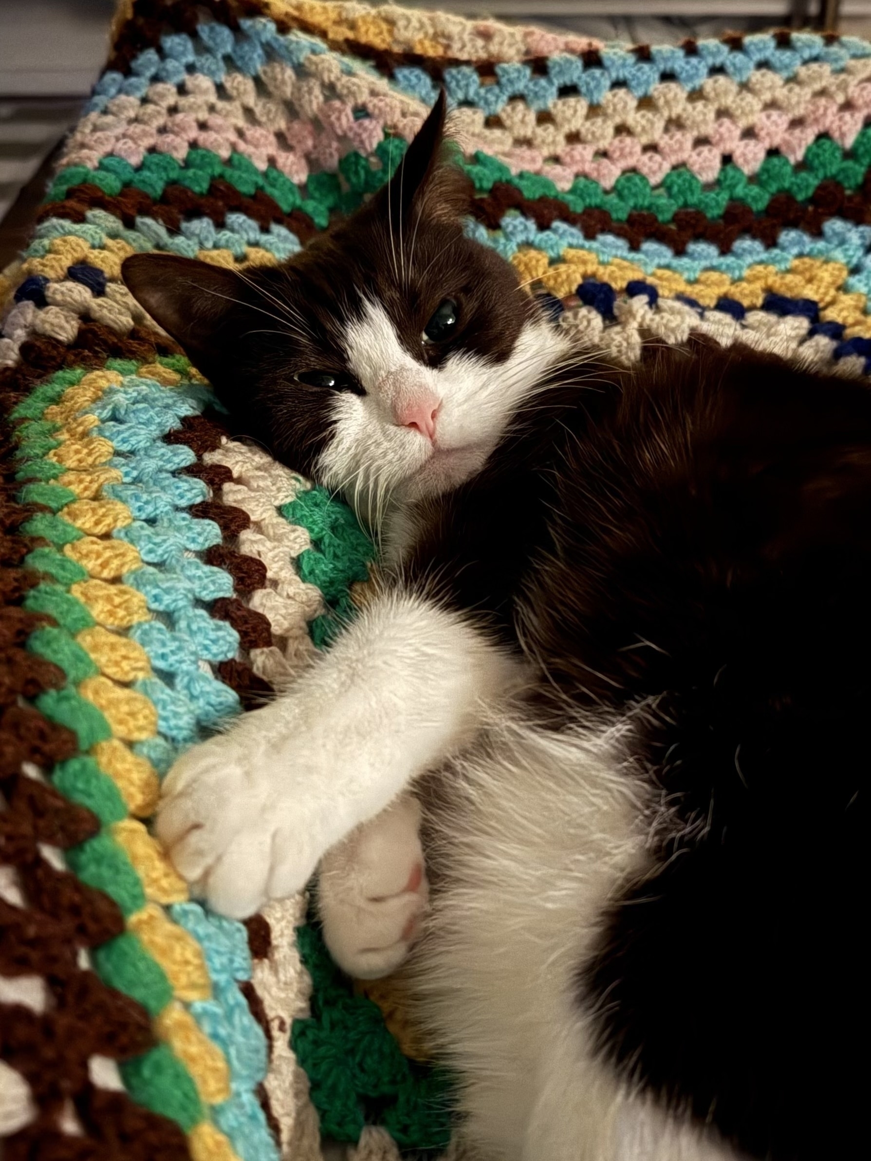 A black and white cat called Ali laying on a multi coloured crochet blanket. Her head is resting on a persons leg under the blanket and she is looking at the camera. One paw is stretched out and laying on top of the same leg under the blanket.