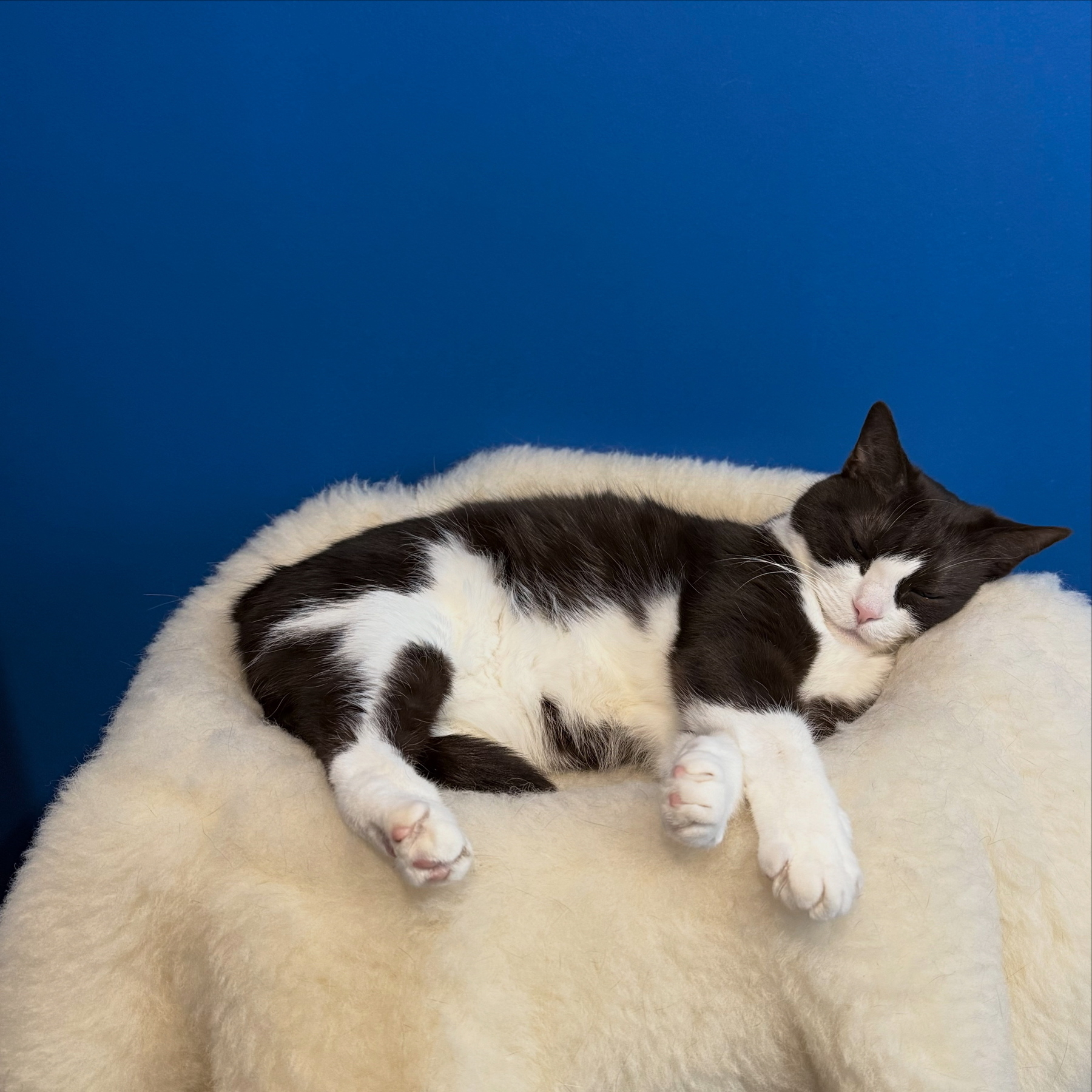 A black and white cat called Ali asleep on her bed. The bed is a lambs wool topper from a mattress thrown over the top platform of an old cat tree. A blue wall is in the background.
