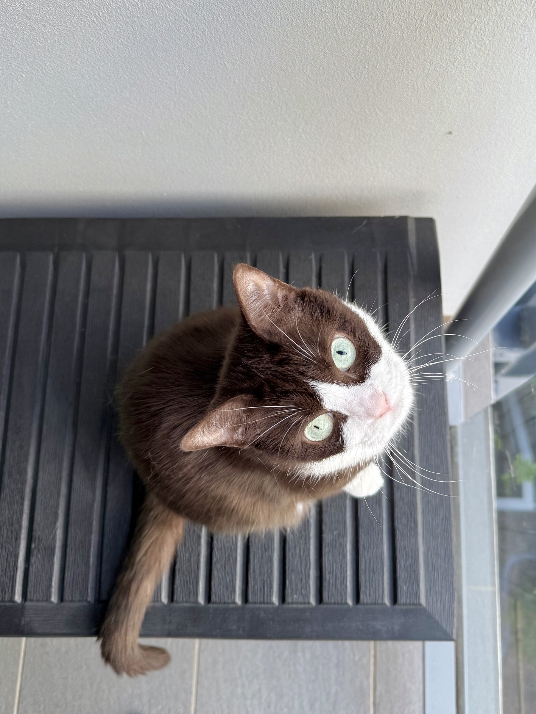 A black and white cat sitting on a black box looking straight up at the camera with very wide green eyes.