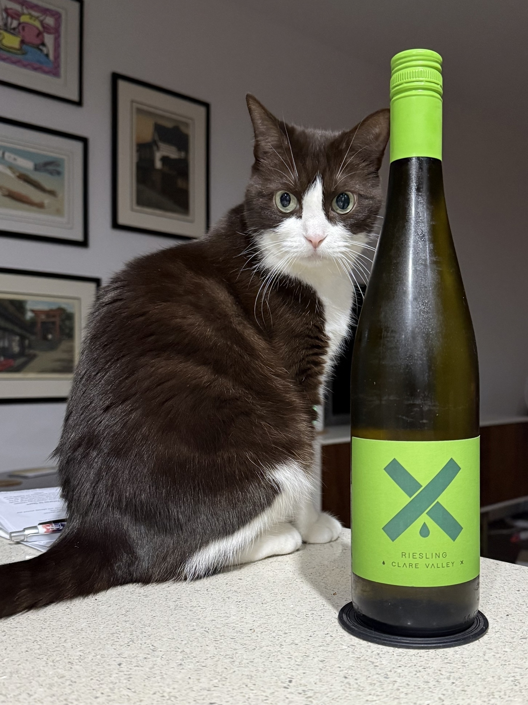 A black and white cat sitting on a kitchen bench looking back at the camera with wide eyes. Next to her is a bottle of Clare Valley Riesling.