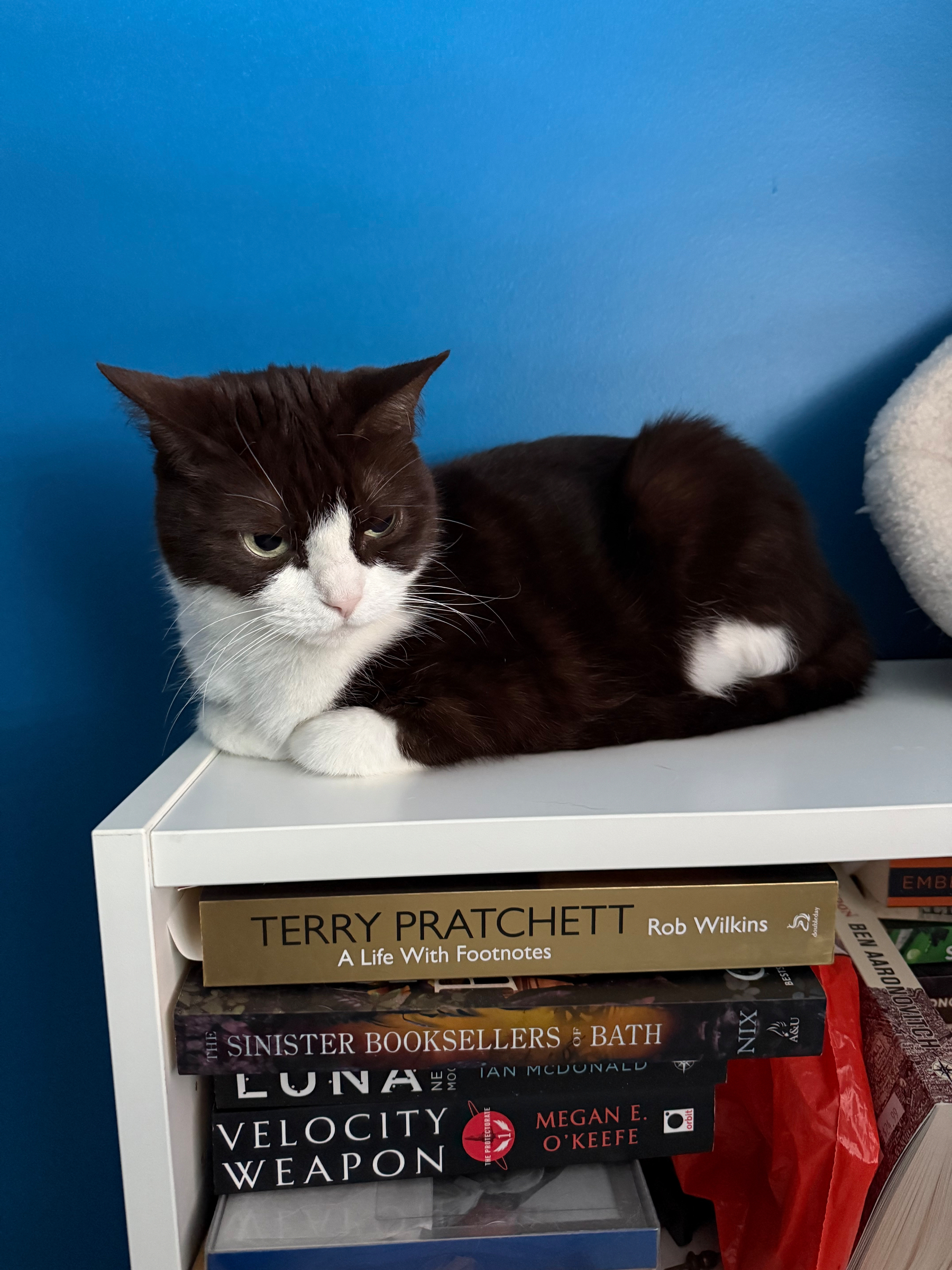 A black and white cat sitting on top of a bookcase glaring at something across the room.