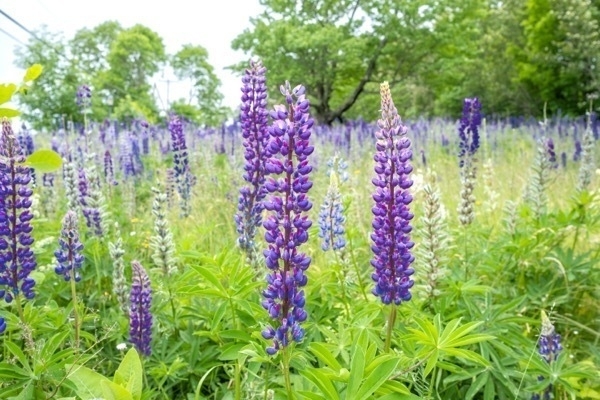 Lupines