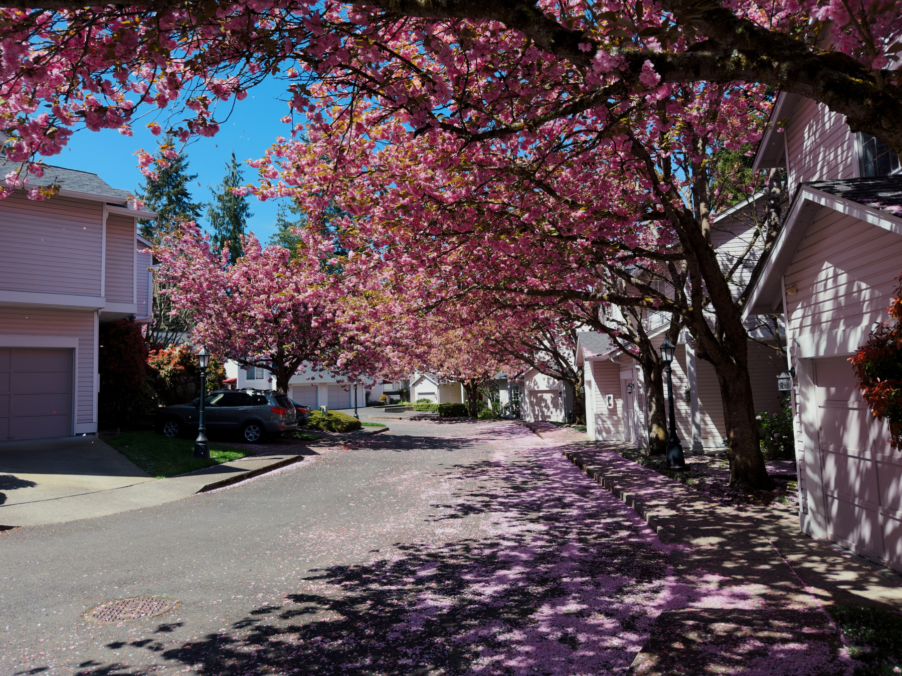 So much pink for a few days and then the wind blows it all away. 