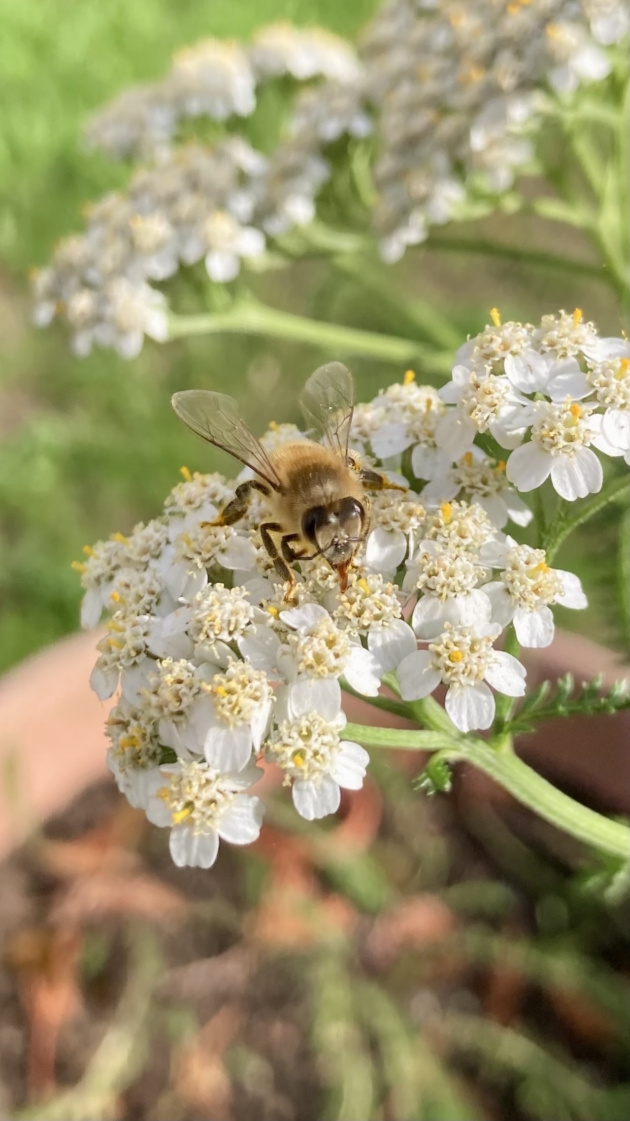Honey bee on yarrow bloom with extended proboscis.