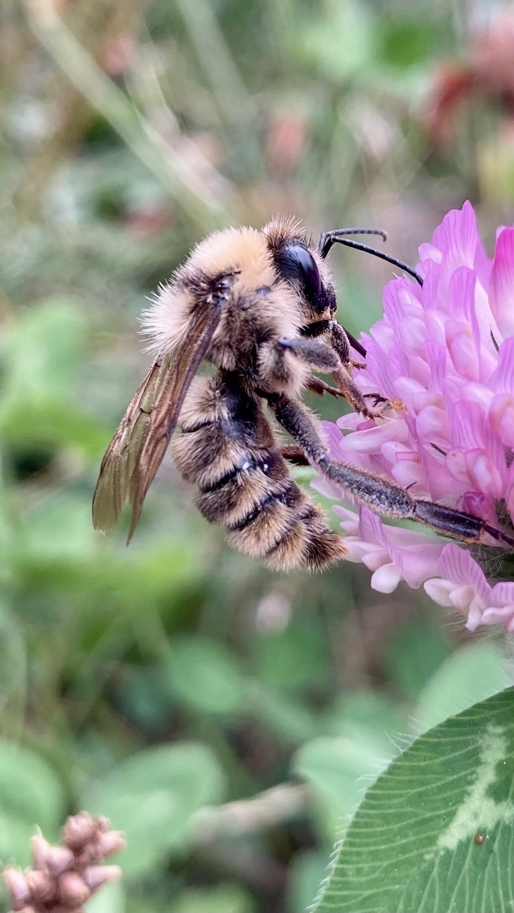 Bumble bee slurping a giant clover flower.