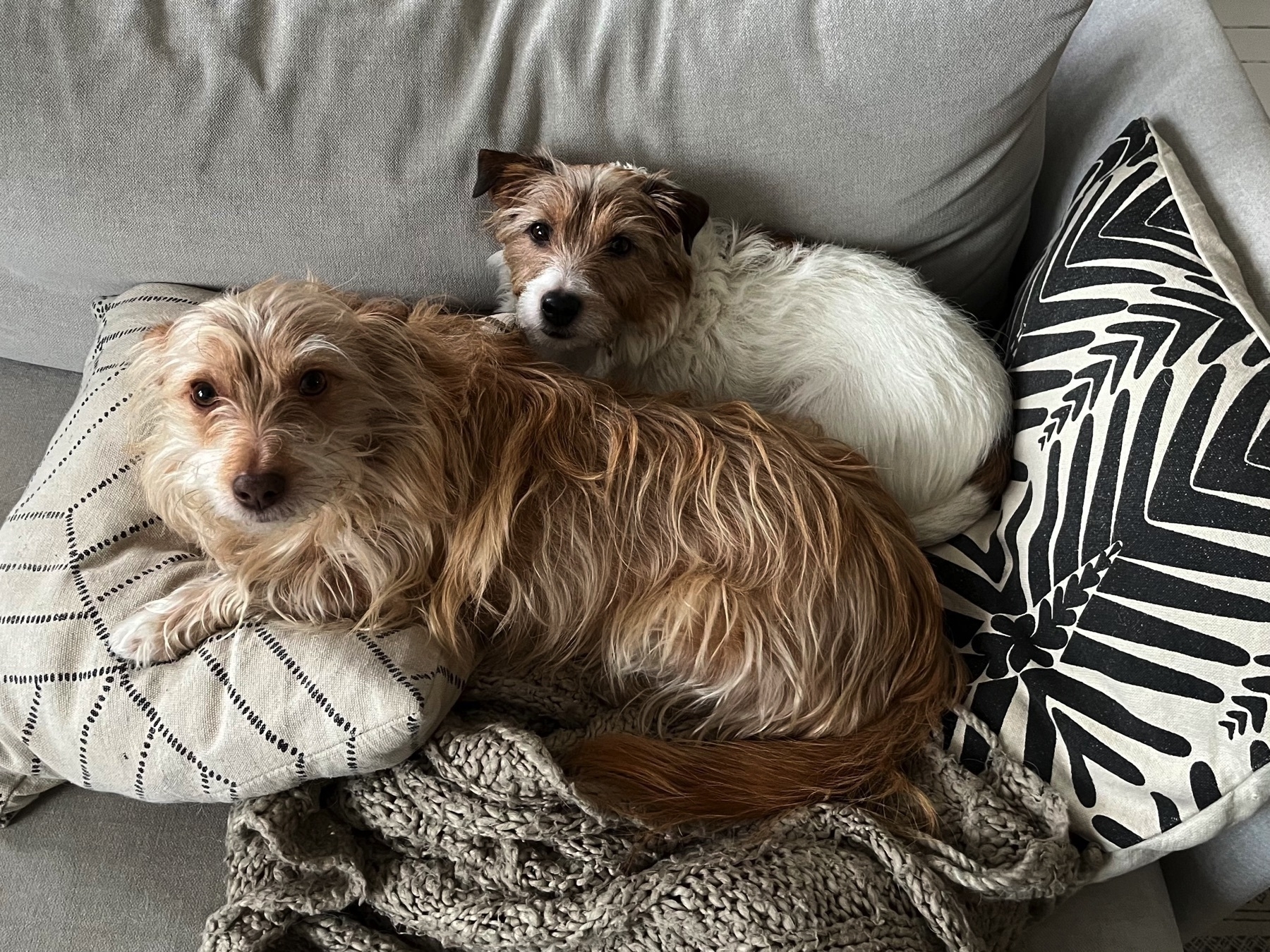 Two dogs resting on a cozy couch surrounded by patterned cushions.