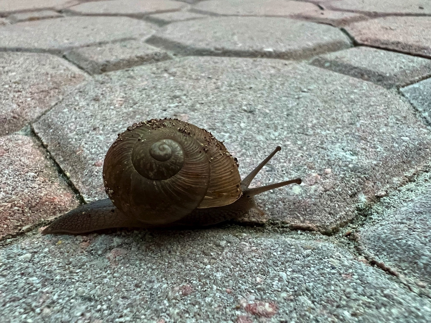 Snail on walkway