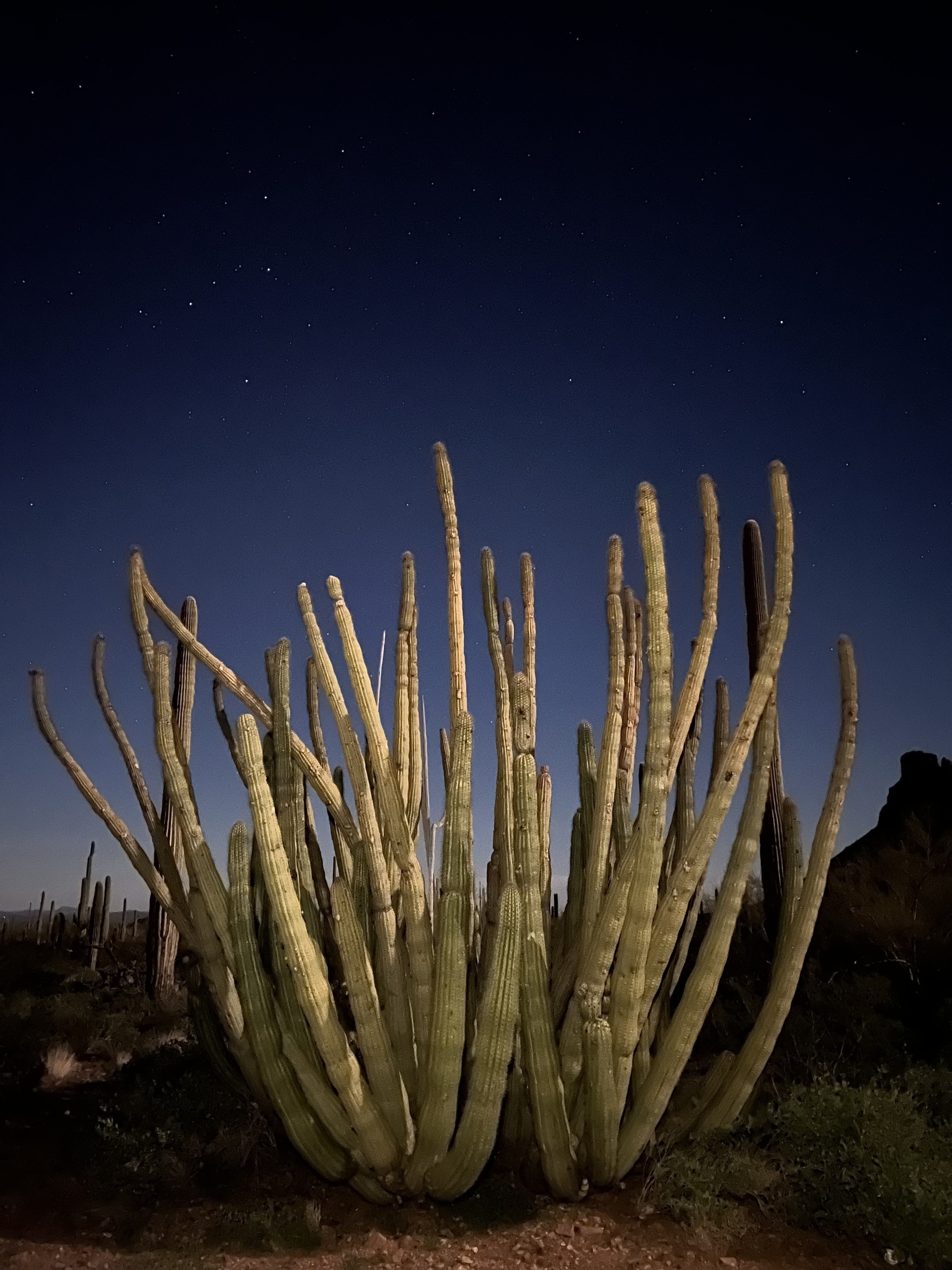 Starry night scene with a FUCKING GORGEOUS organ pipe cactus lit by moonlight stealing the scene.