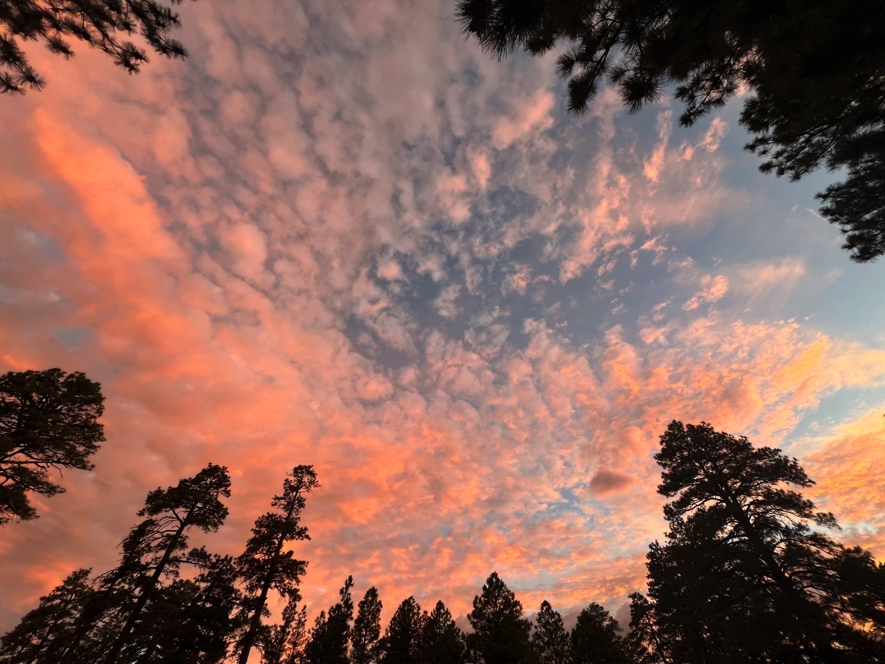 View of the sky with pink clouds ringed by tree silouettes.