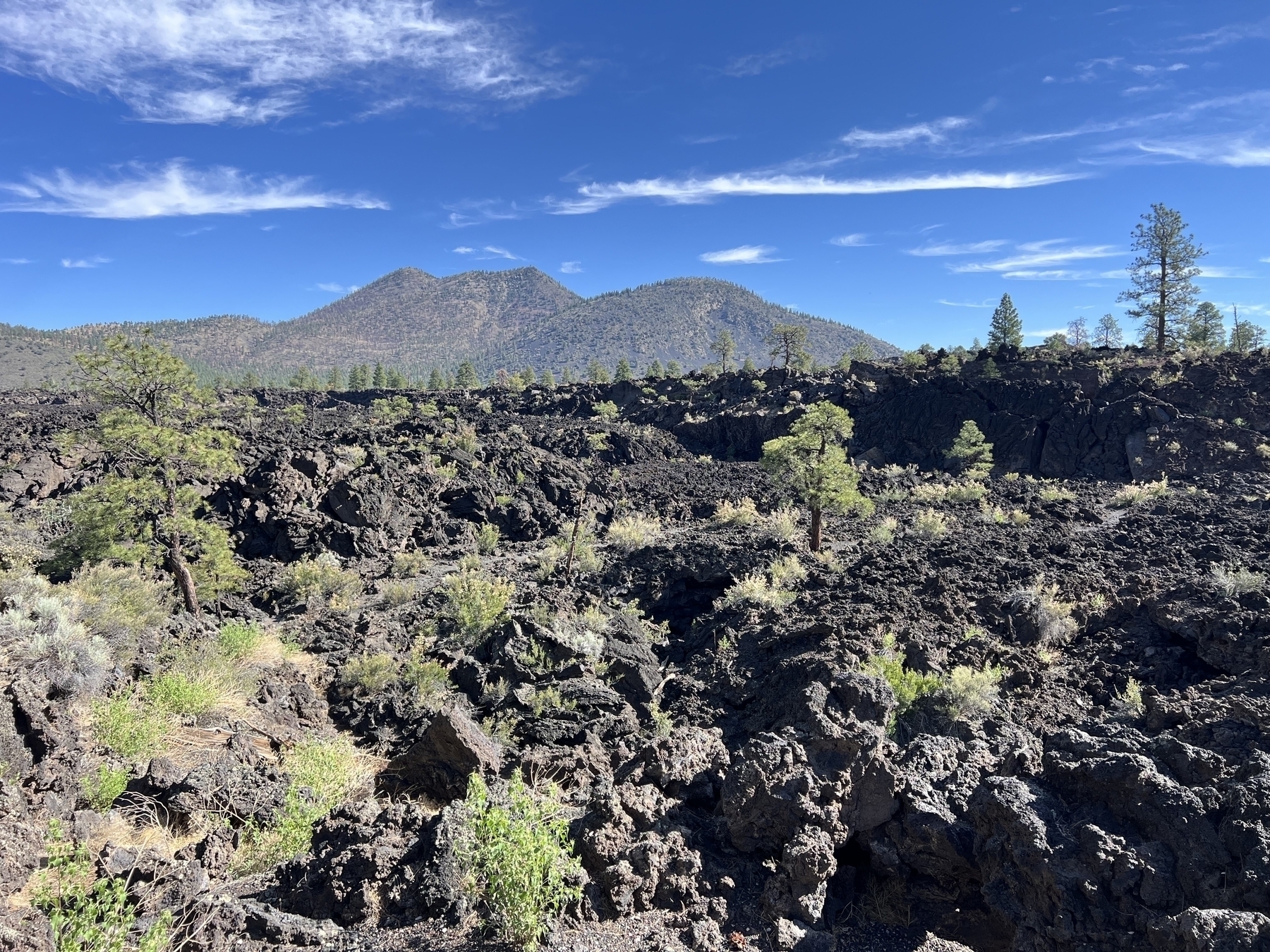 Lava flow featuring a number of green plants busting thru the “aa” lava, with cinder cone in the background 