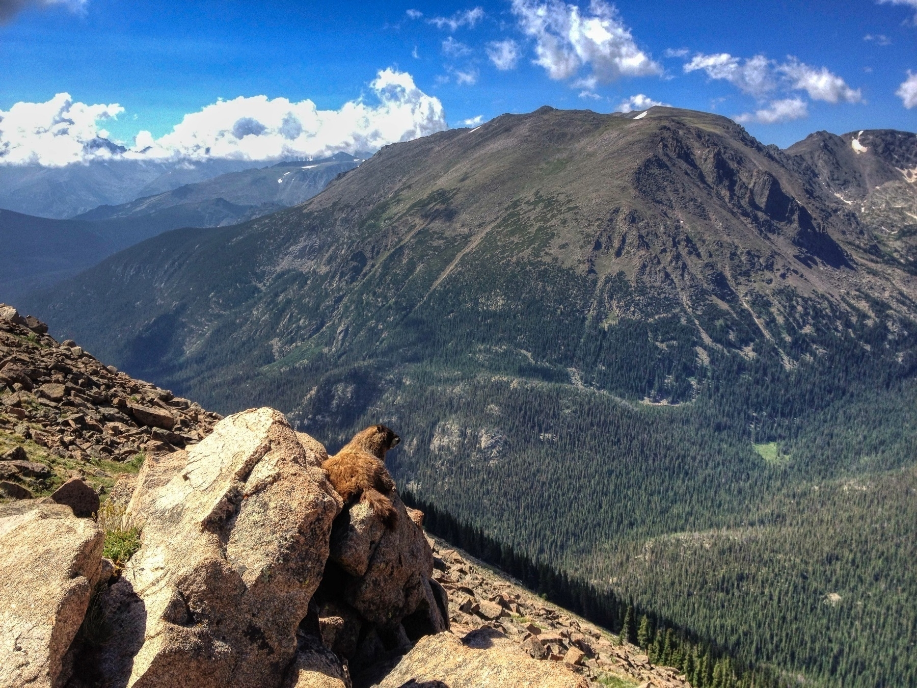 Marmot looking off a steep slope towards a mountain in the distance.