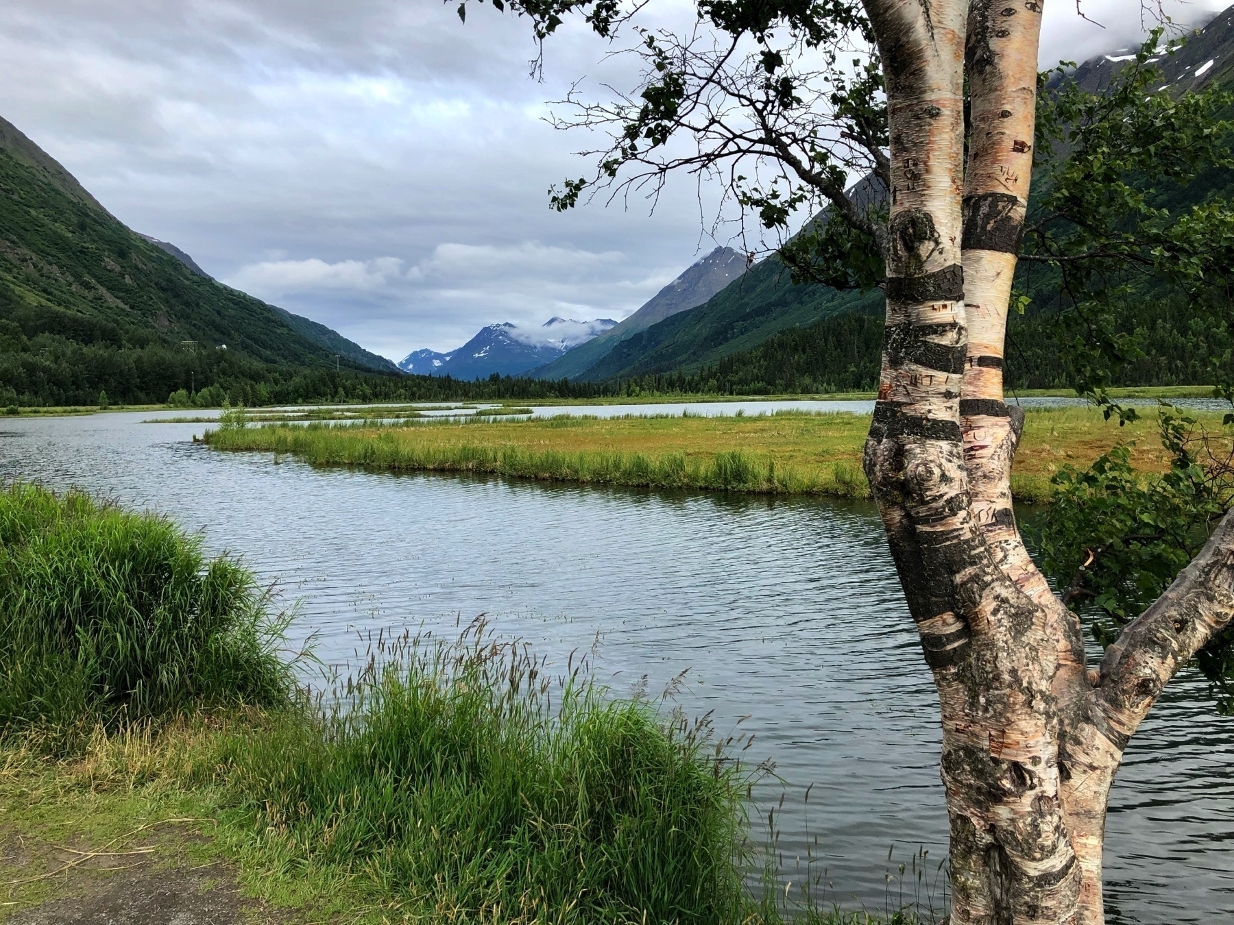 Tree in foreground with curving river lined by green grasses