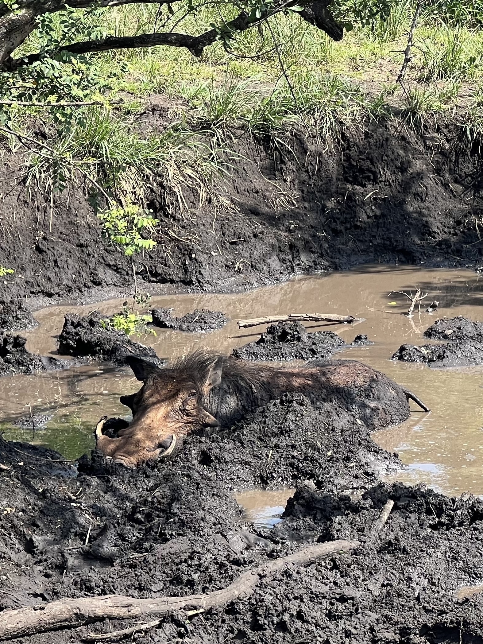 A warthog is resting in a muddy waterhole, surrounded by lush greenery.