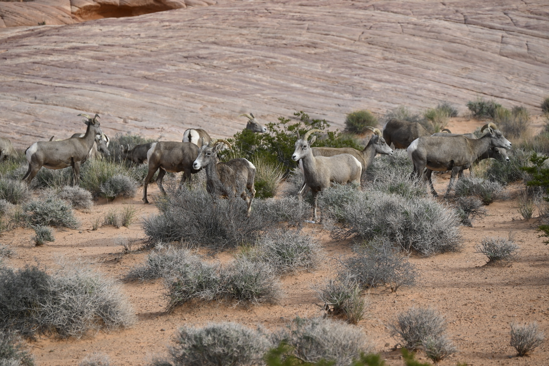 desert bighorn sheep