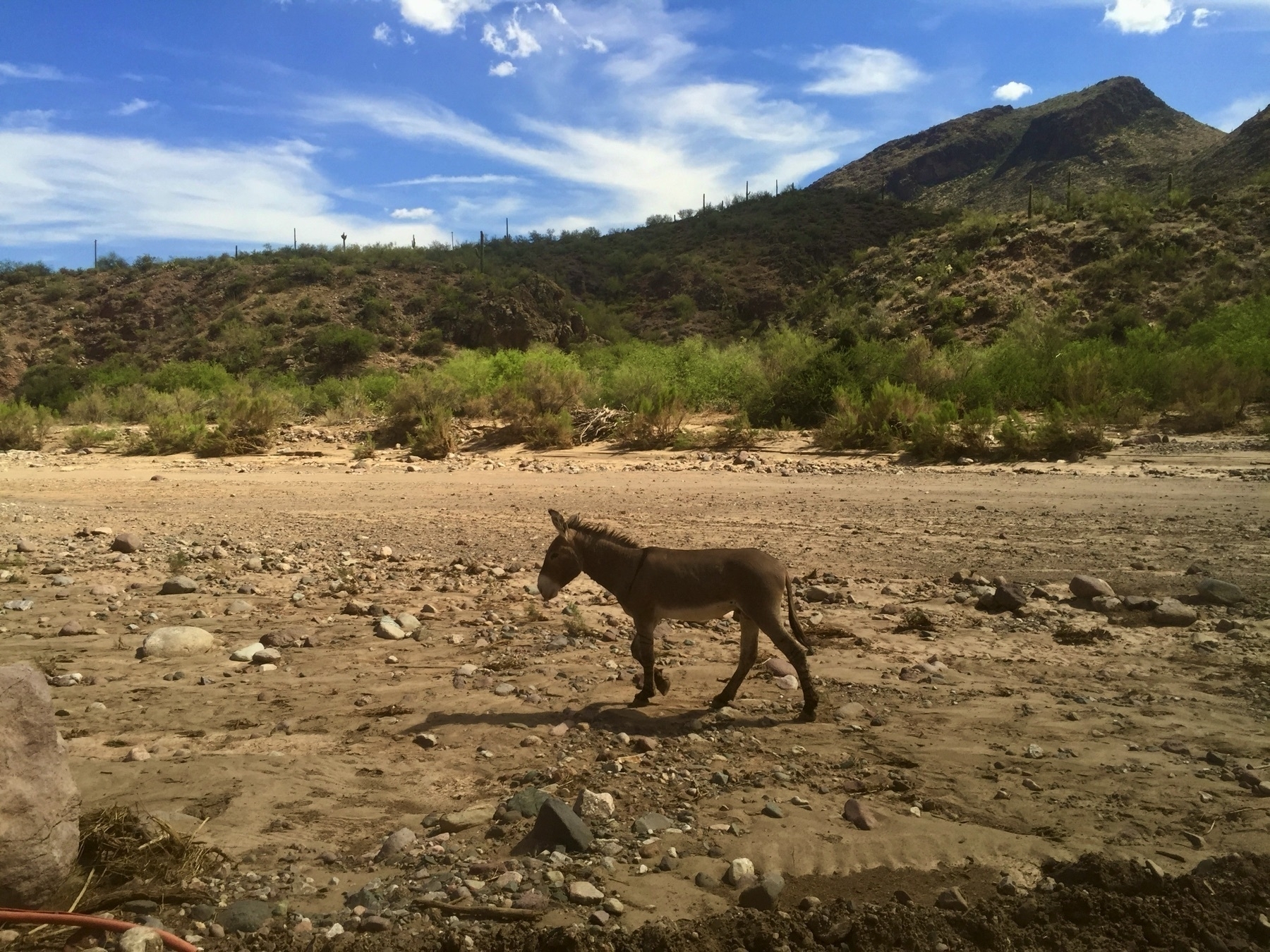 “Wild” burro meandering down a desert wash with a low mountain in the background.