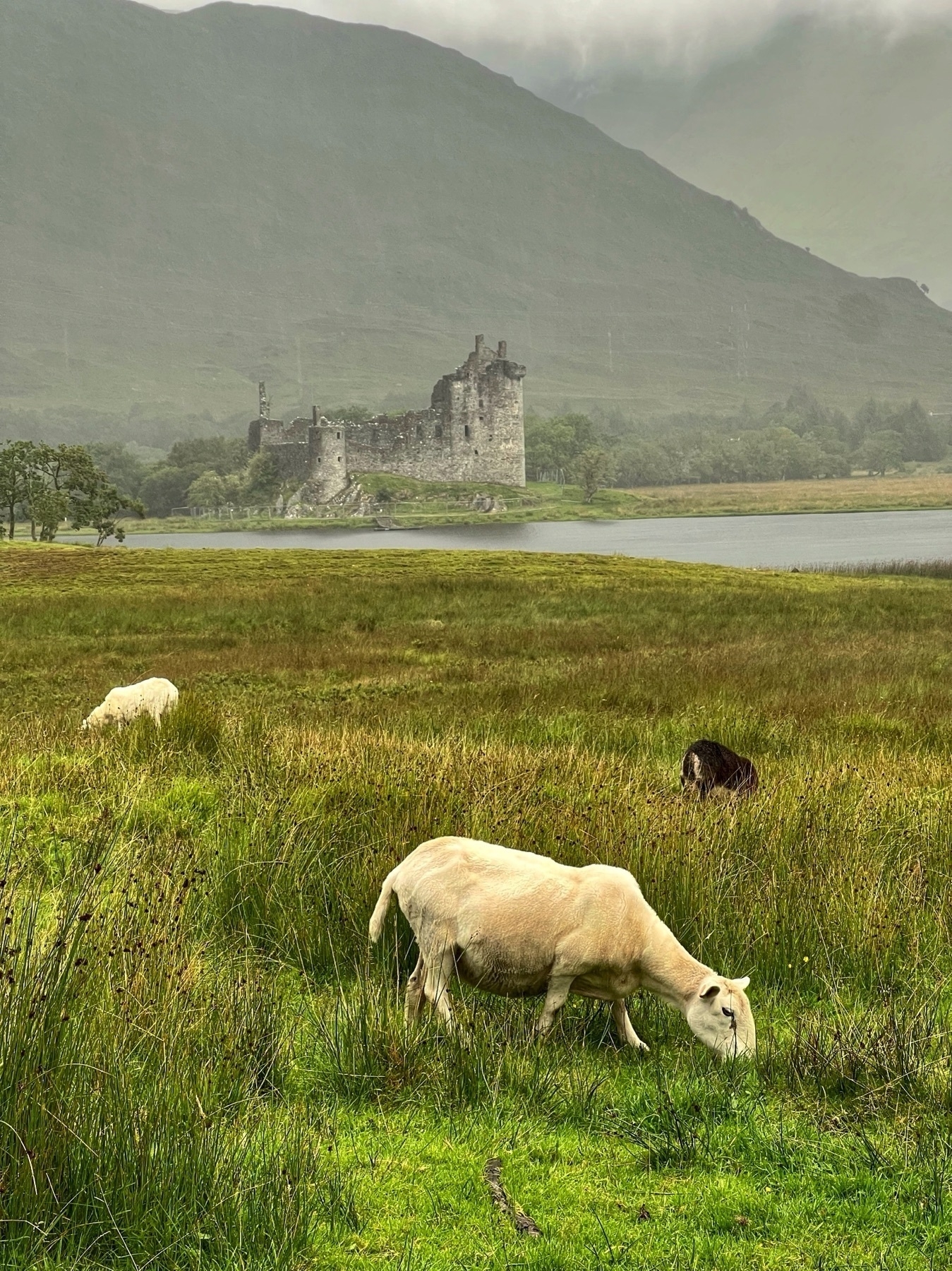 Sheep browsing in a grassy field with a castle in the distance, backed by a large sloping mountain.