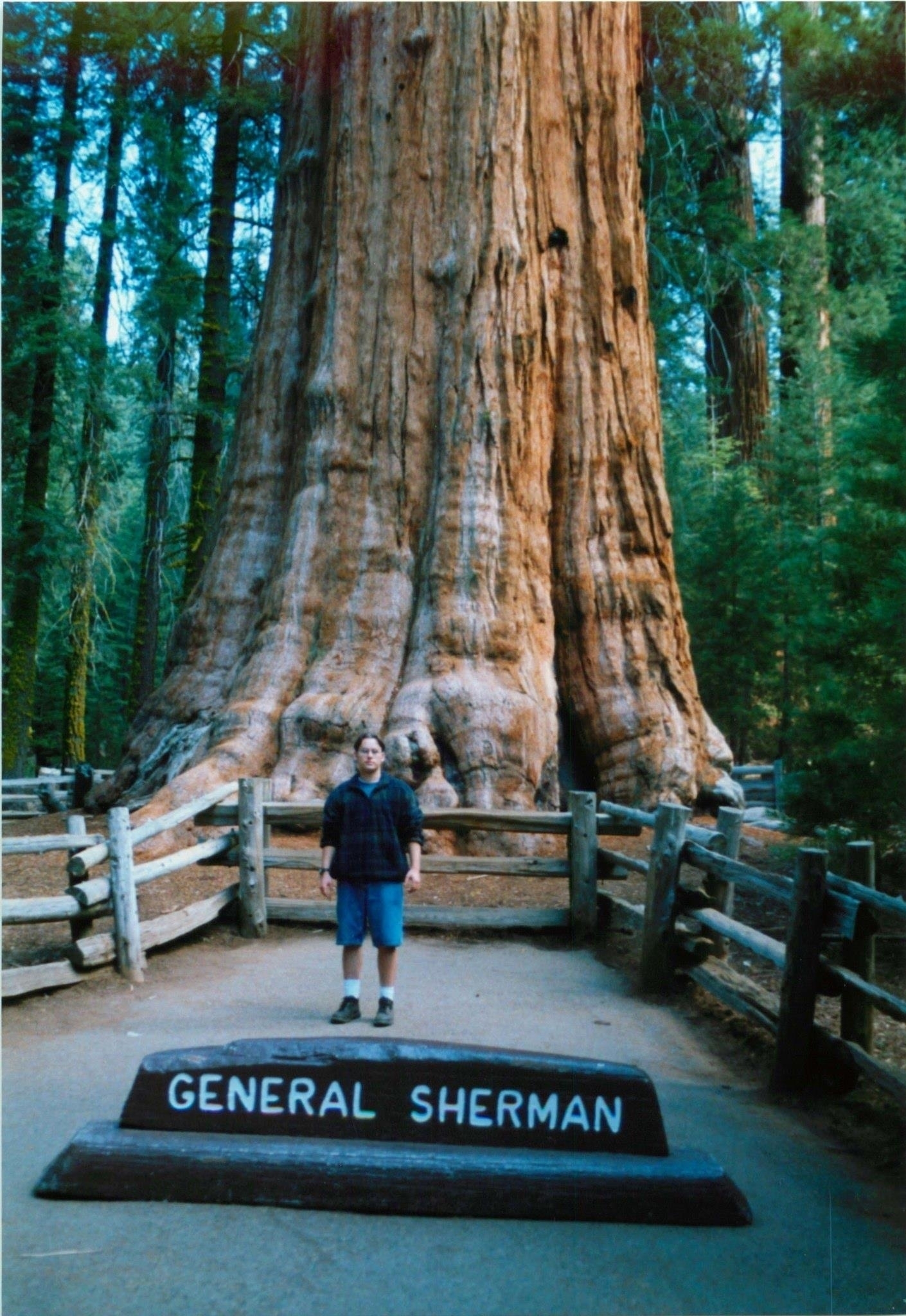 Scott at General Sherman Tree, Sequoia National Park (Aug 1999)