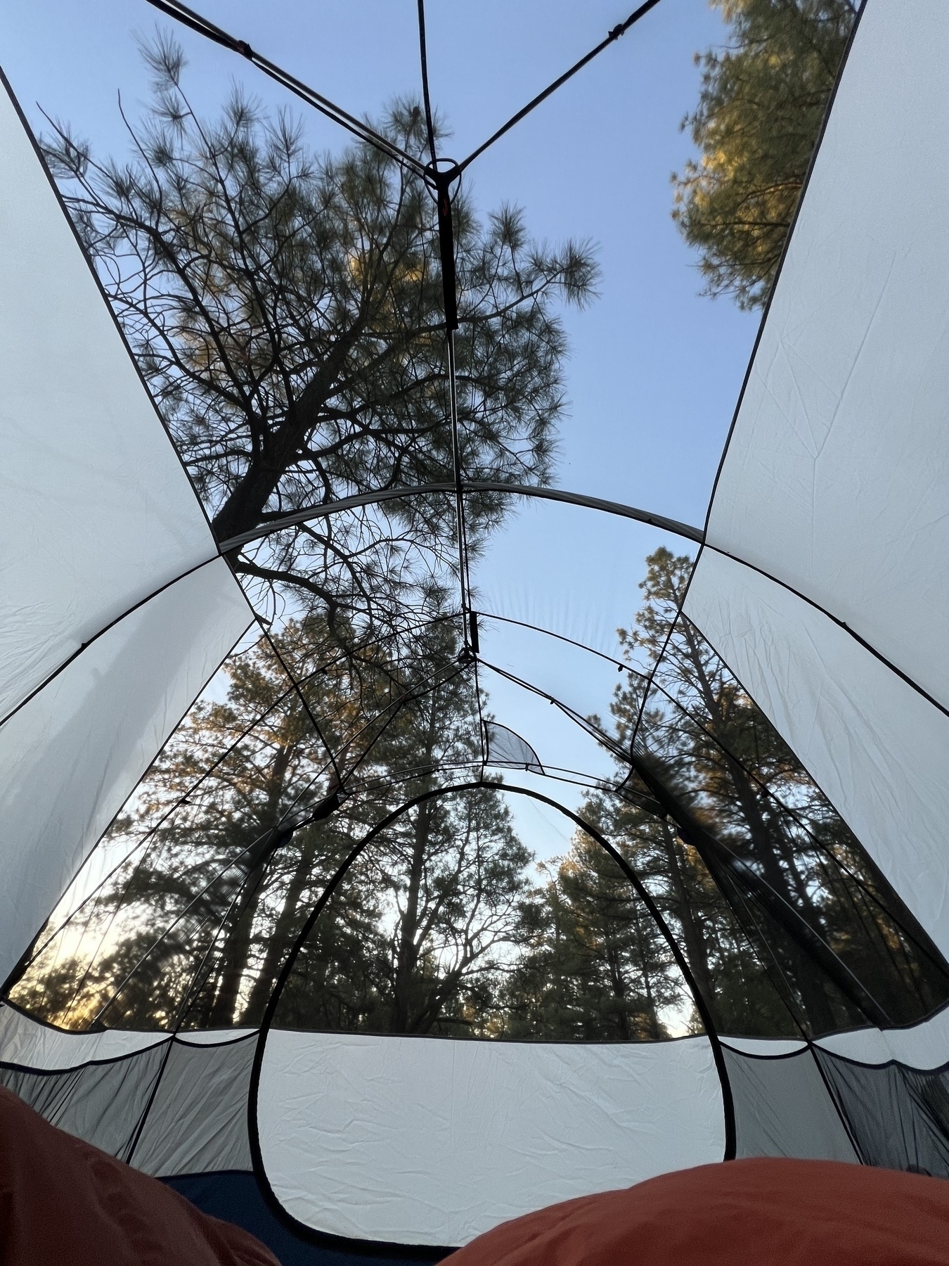 Looking up through a mesh tent at trees towering over the tent.