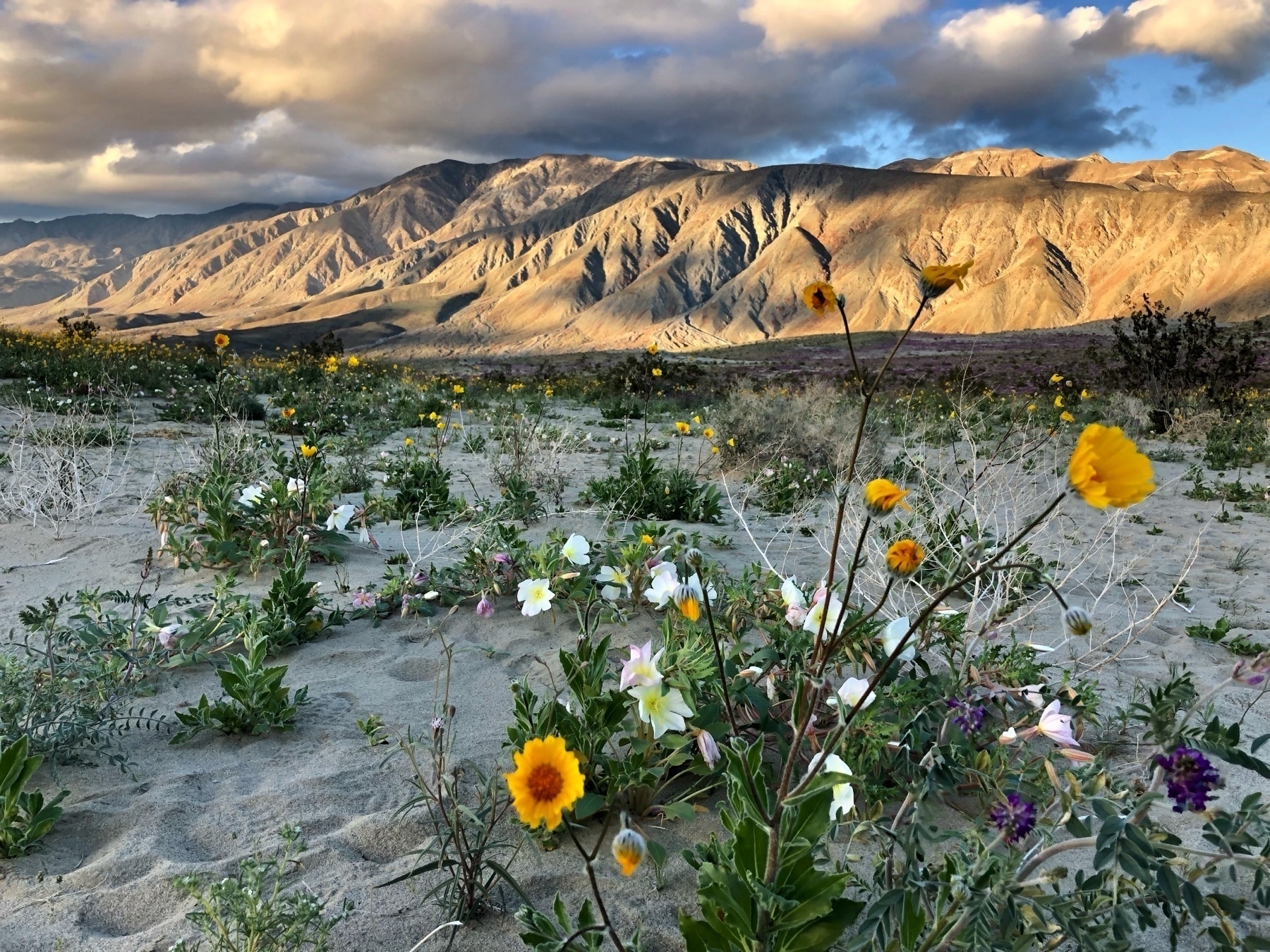 Wildflowers in the foreground with a mountain ridge in the distance in Anza-Borrego Desert State Park