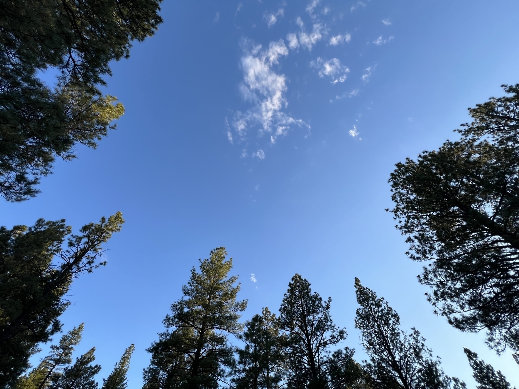 The tops of pine trees with a blue sky and a hint of cloud