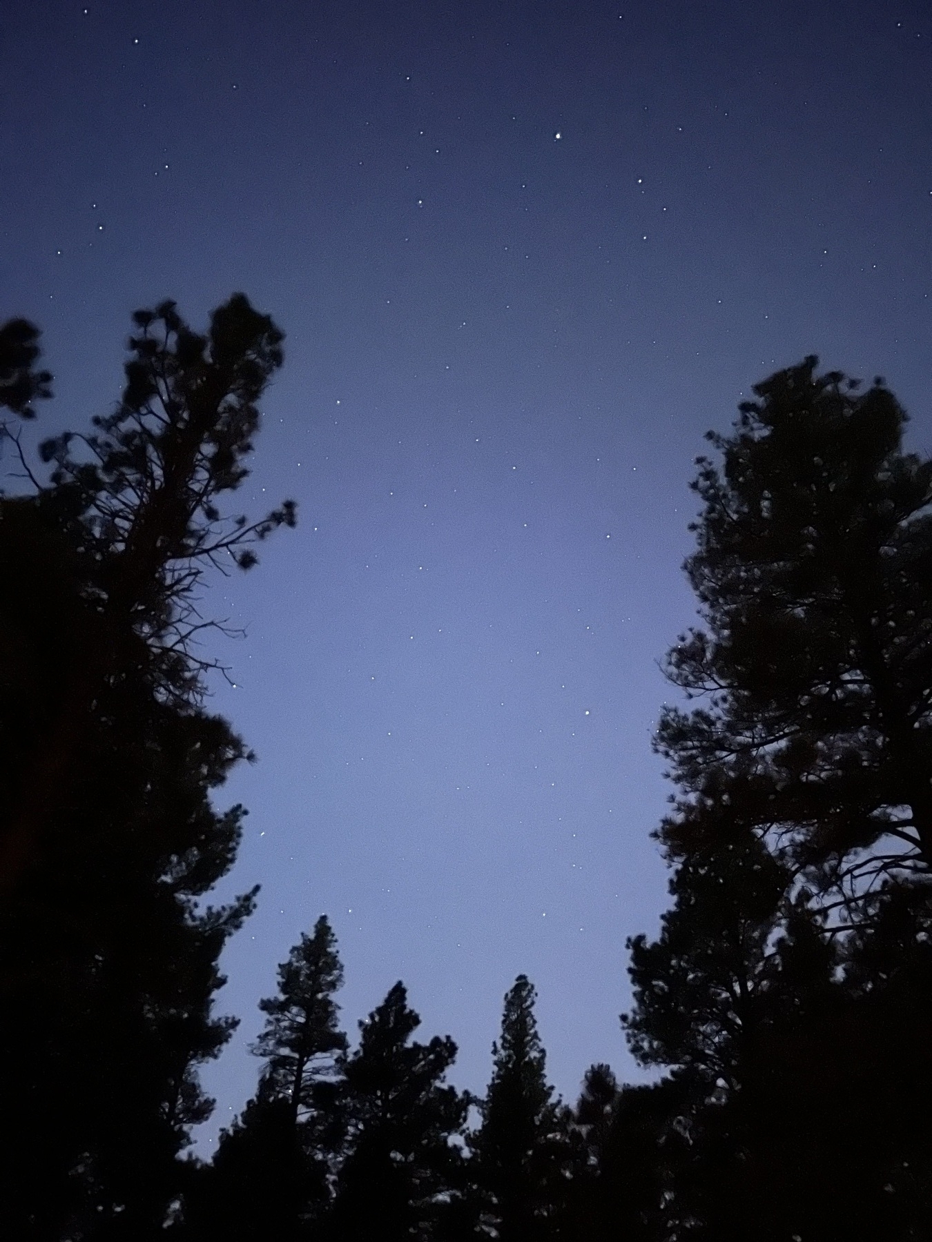 Stars amid a dark blue twilight sky framed by pine tree tops 