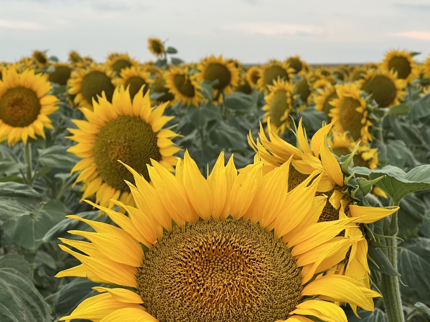 A vibrant field of sunflowers stretches into the distance under a cloudy sky.