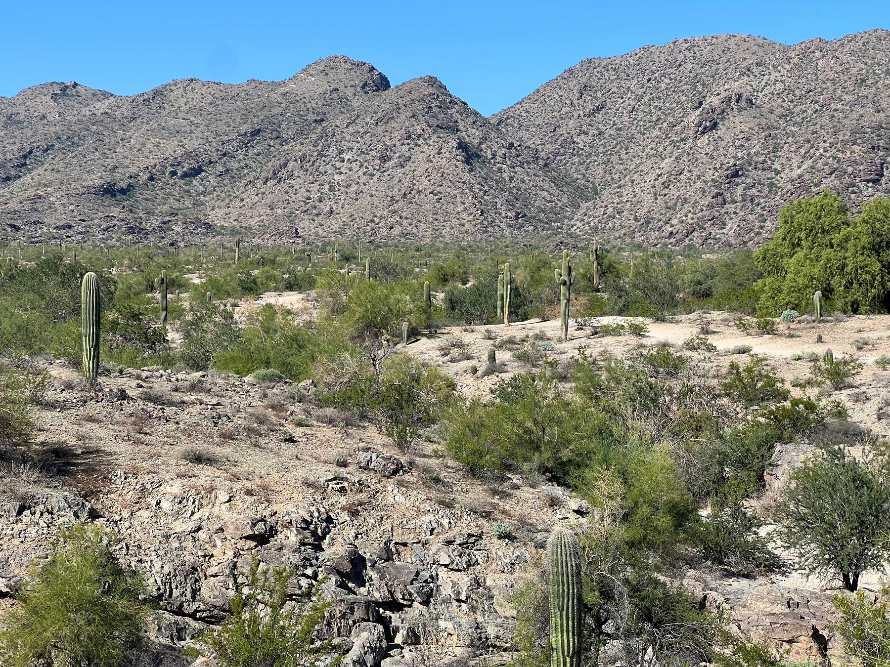 A desert landscape features saguaros, scattered vegetation, and mountainous terrain under a clear blue sky.