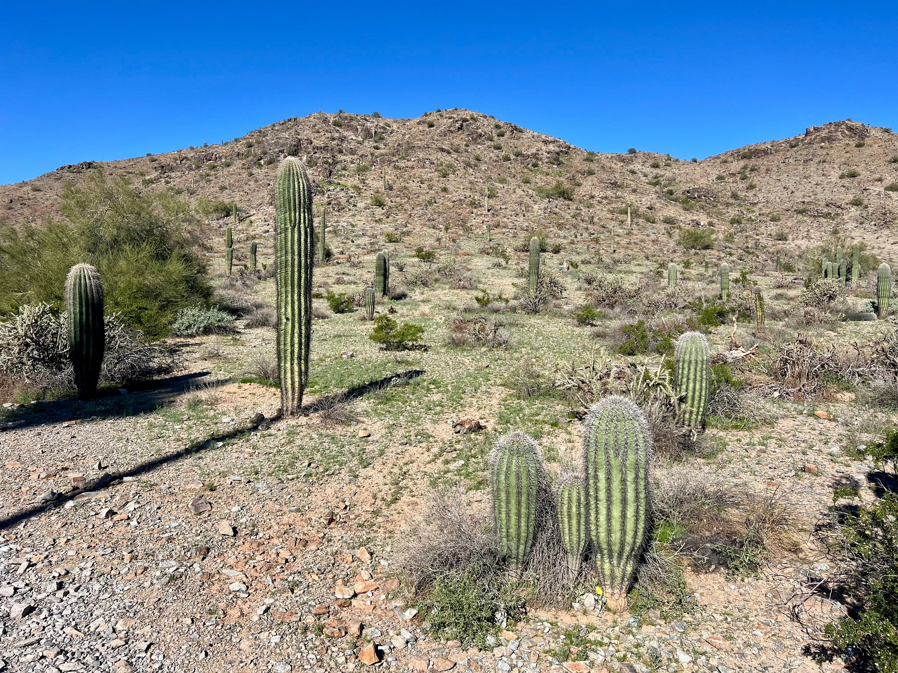 A desert landscape features saguaro scattered across rocky terrain under a clear blue sky.
