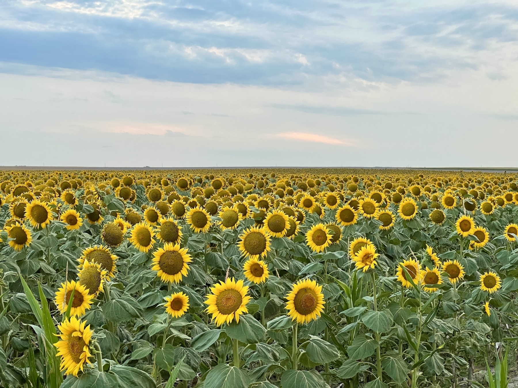 A vast field of sunflowers stretches towards the horizon under a partly cloudy sky.