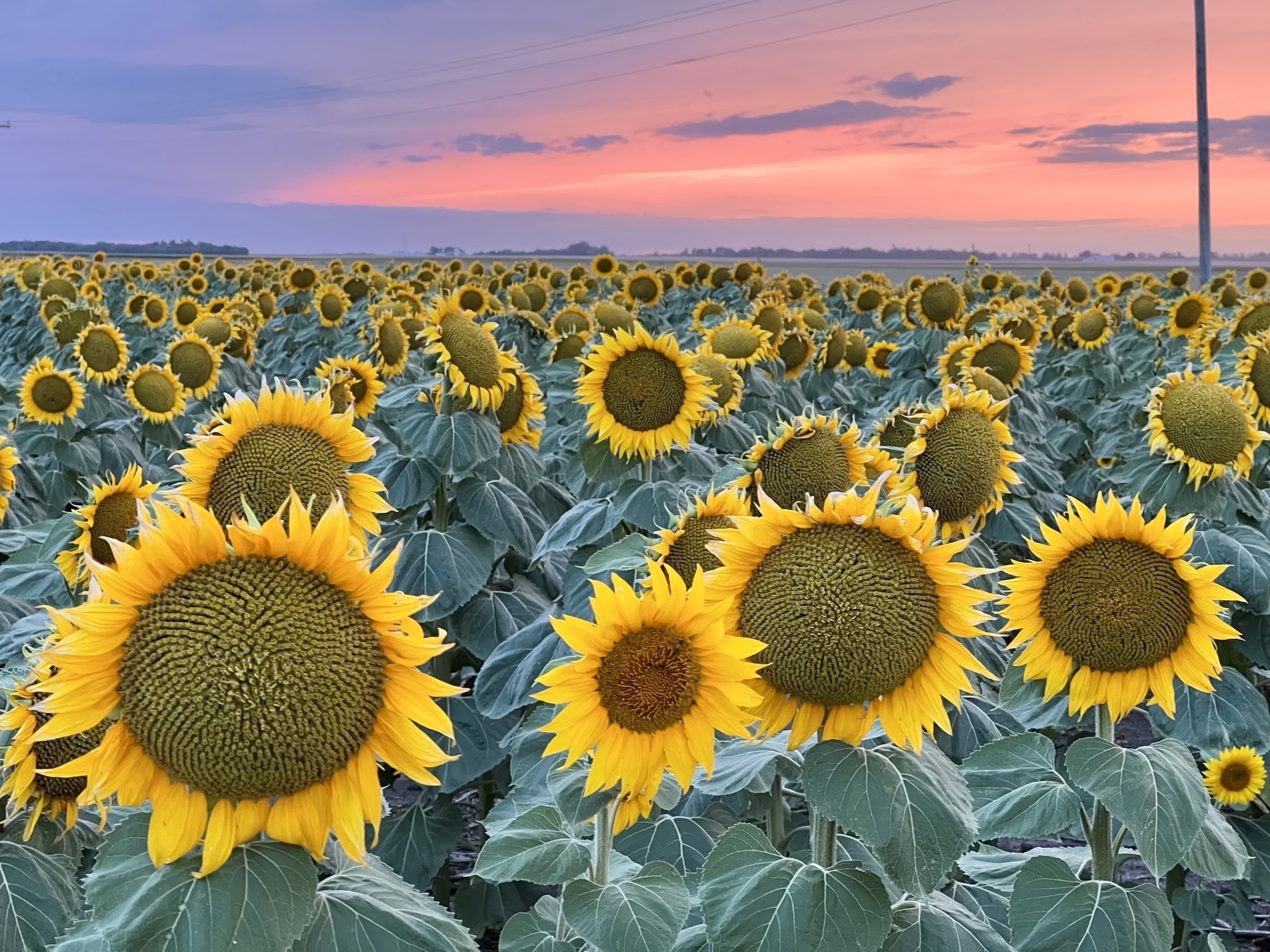 A field of vibrant sunflowers stretches into the distance under a colorful sunset sky.