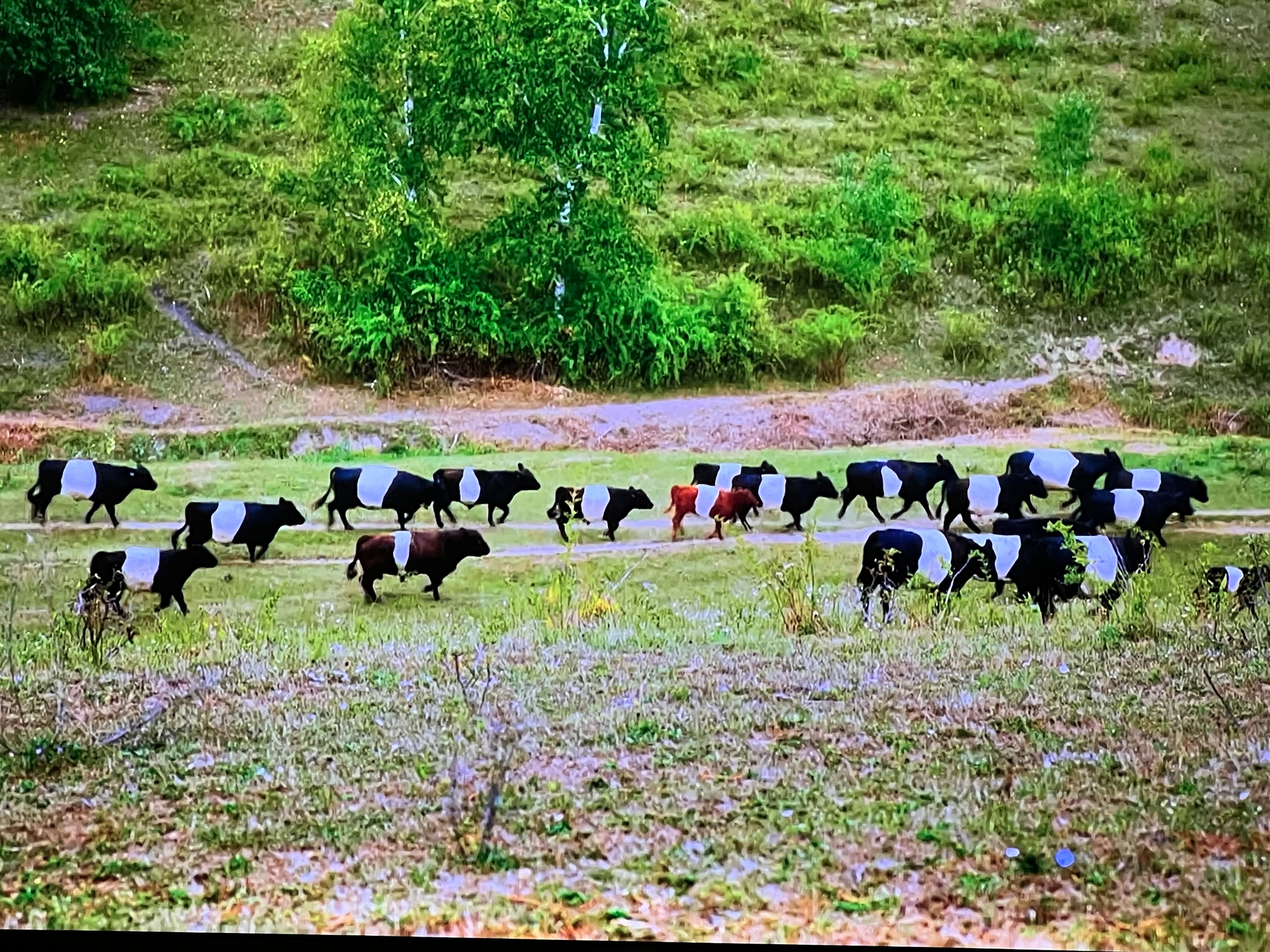 A herd of Belted Galloway cattle grazes in a green hilly pasture.