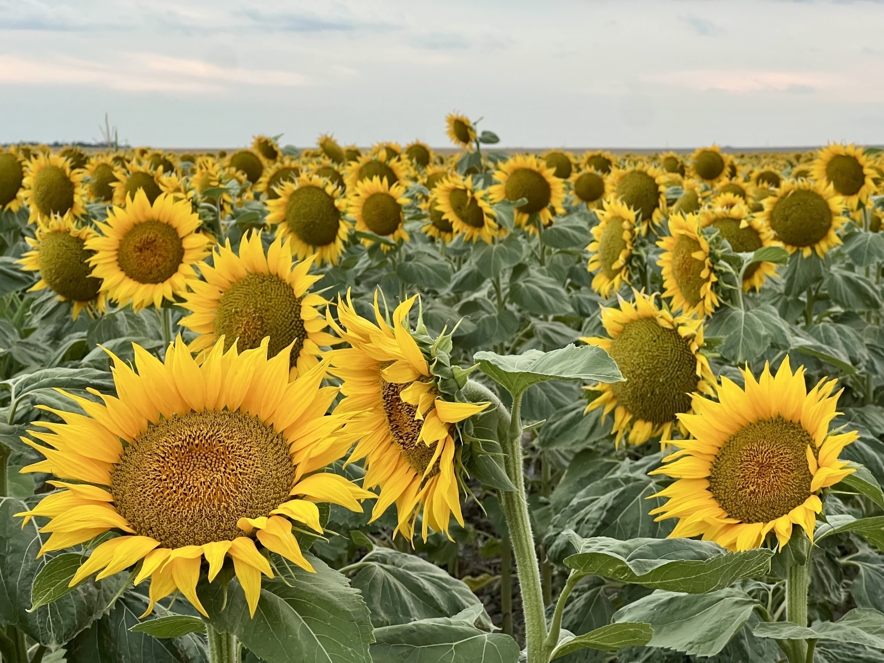 A field of vibrant sunflowers stretches into the distance under a slightly overcast sky.